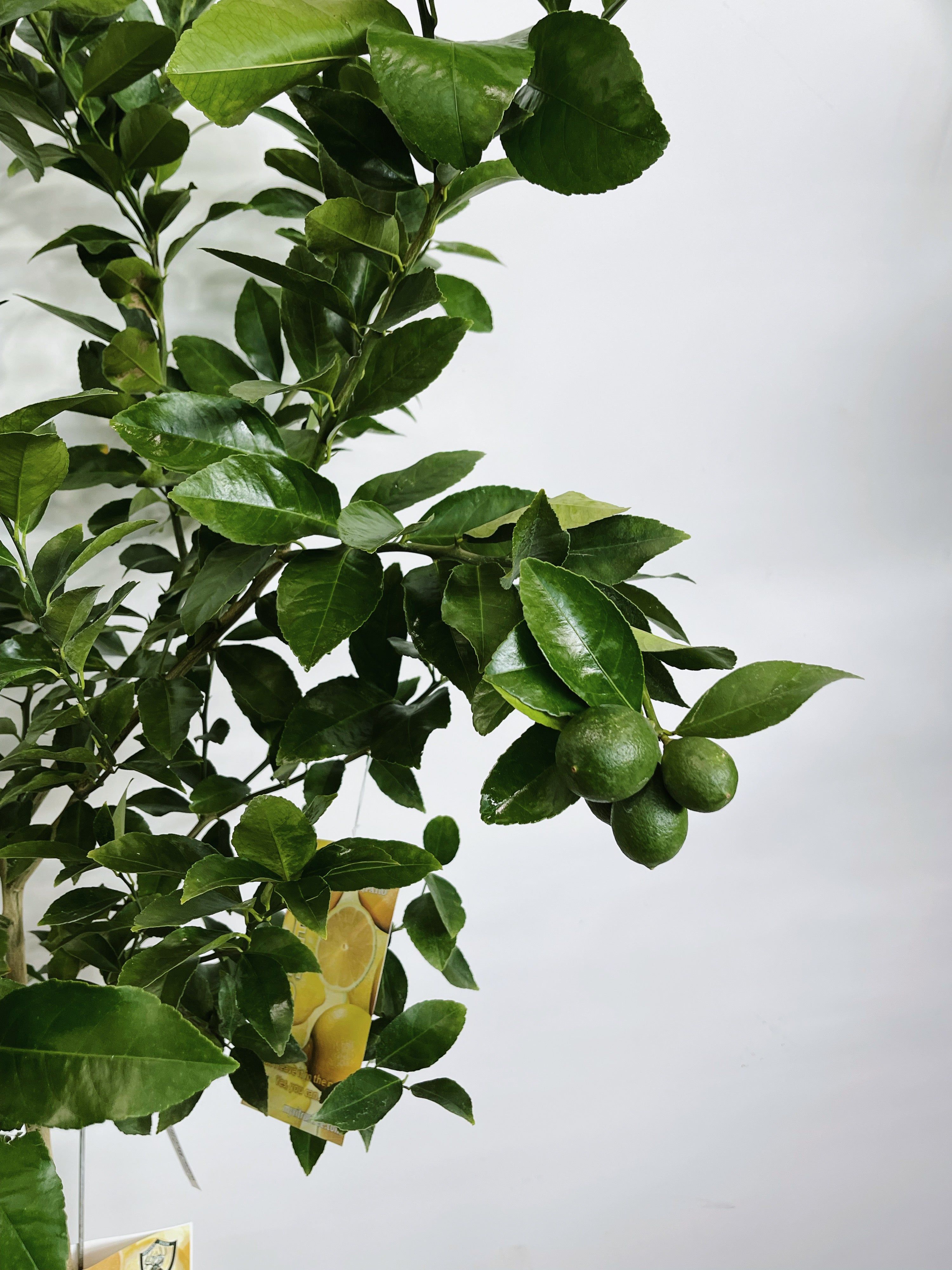 Lemon Tree