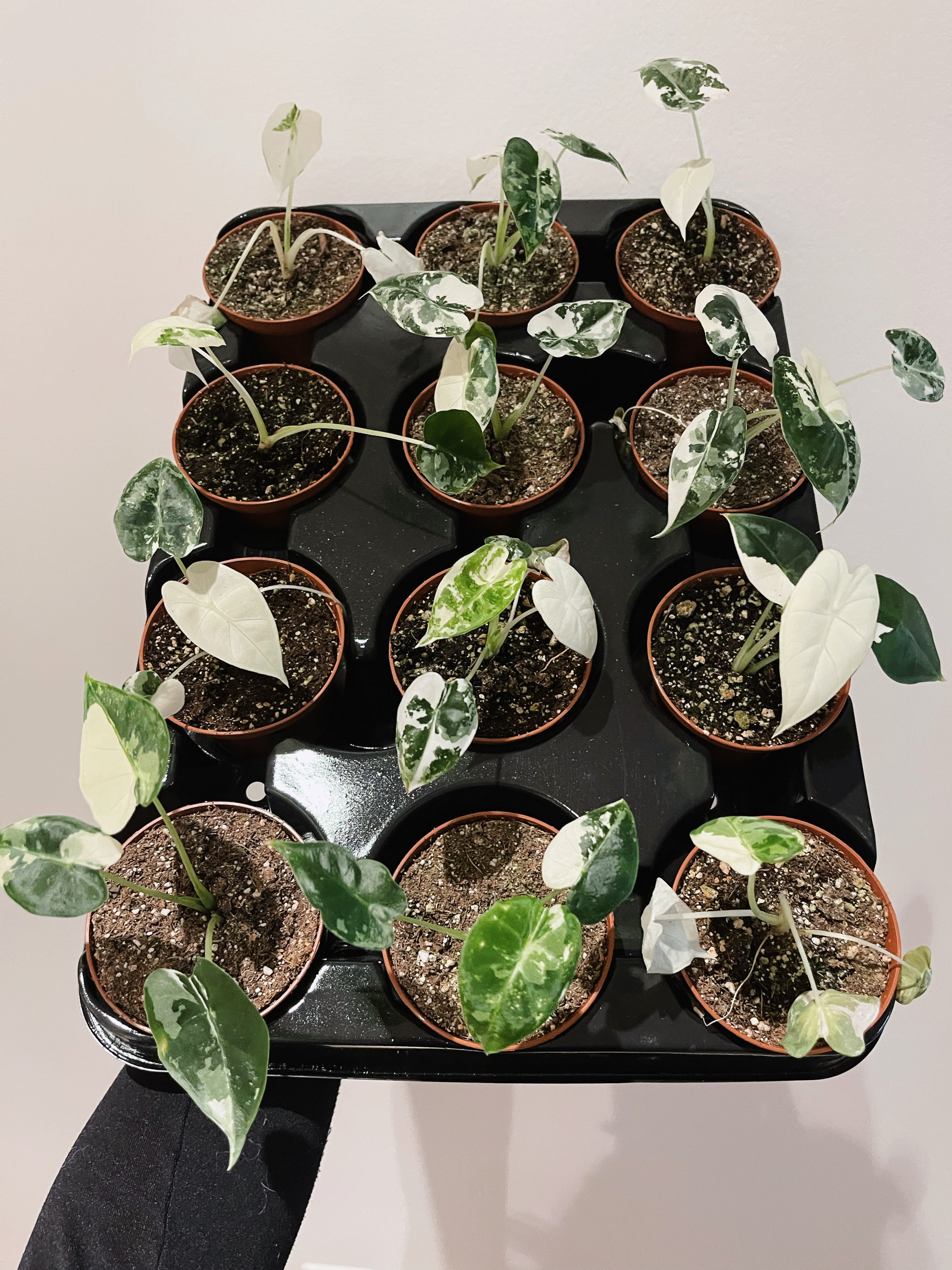 Variegated Frydek