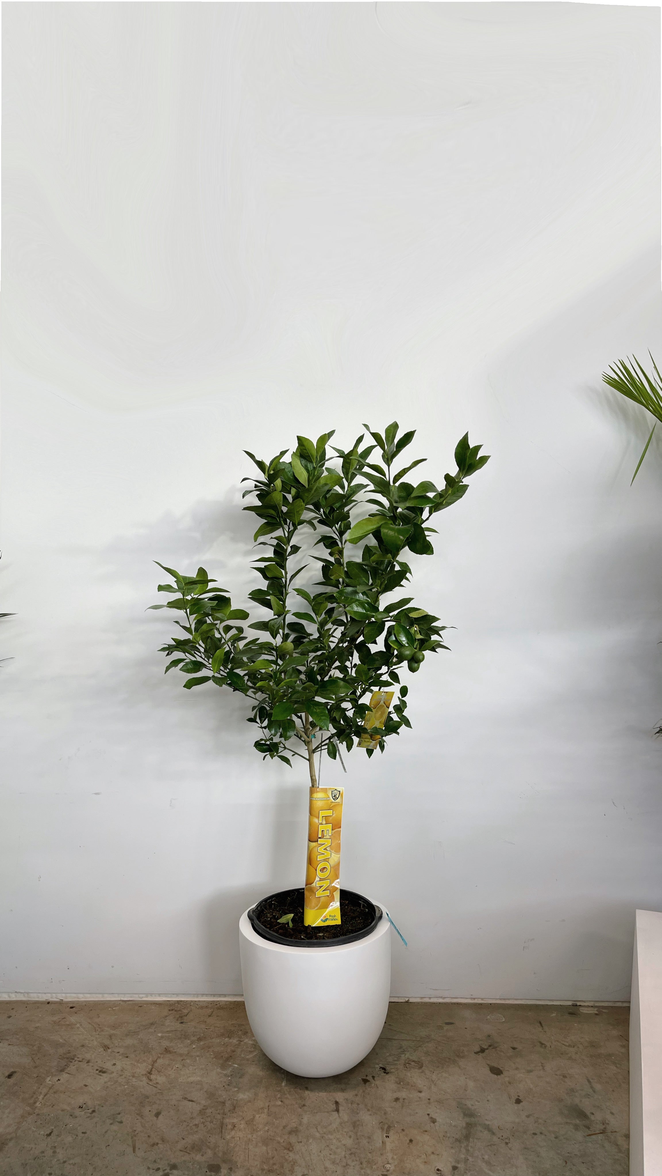 Lemon Tree