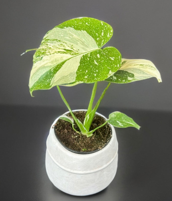 Thai Monstera