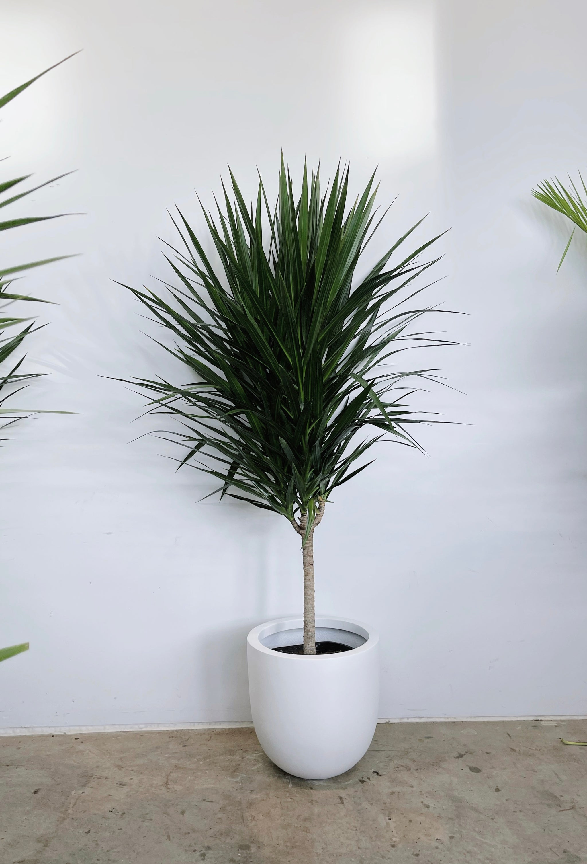 dracaena sp urban jungle Exquisite Dracaena Arborea
