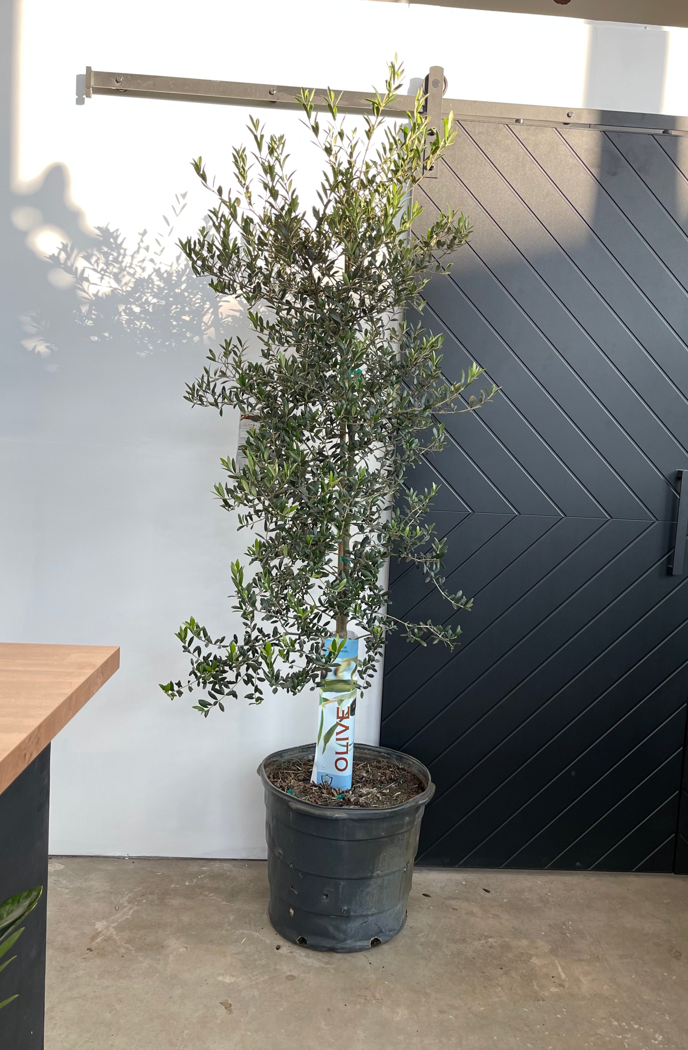 Olive Tree - Olea Europaea