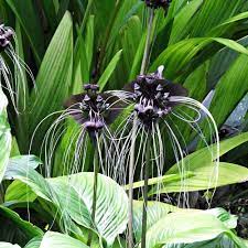 Tacca Chantrieri "Black Bat"