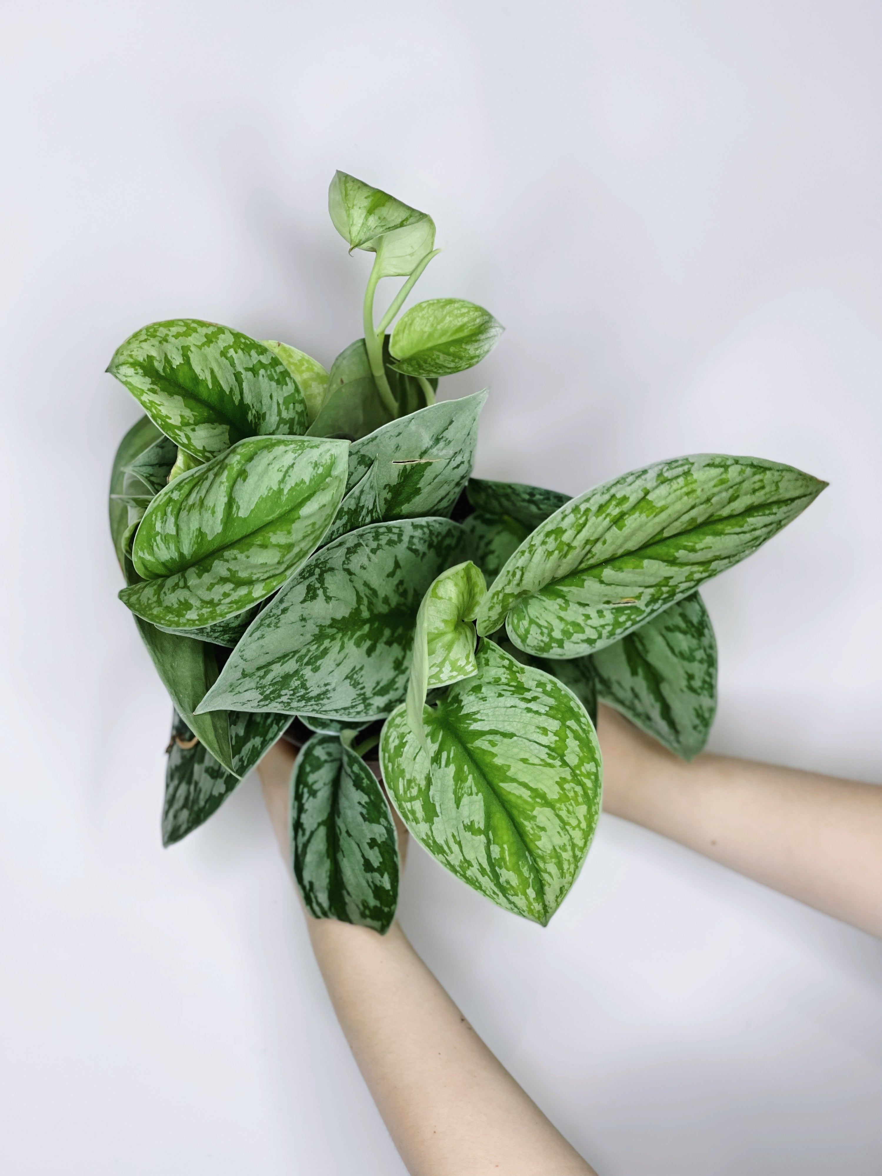 Scindapsus Pictus 'Exotica'