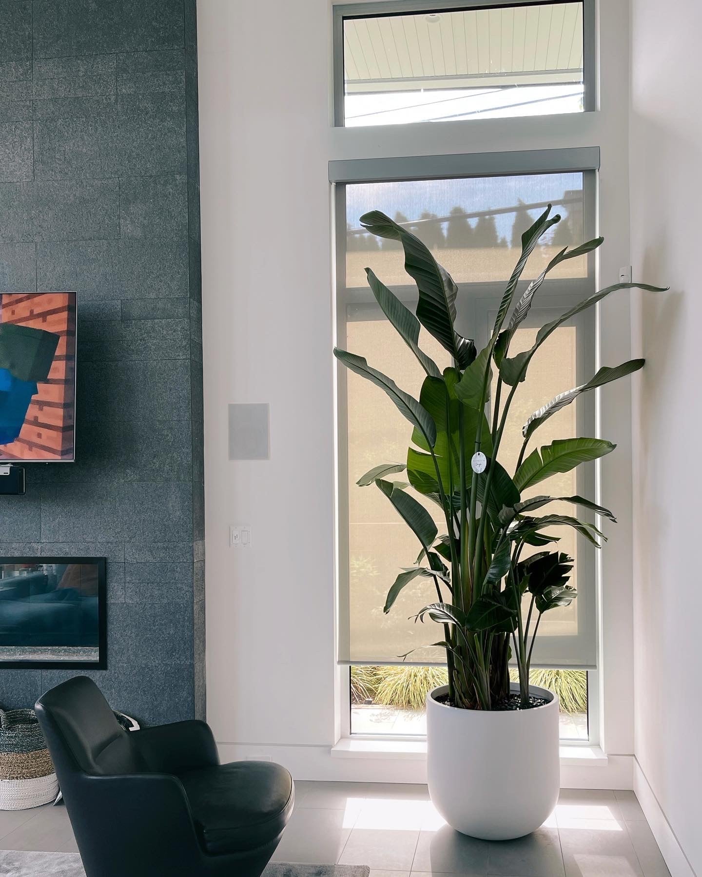 Bird of Paradise