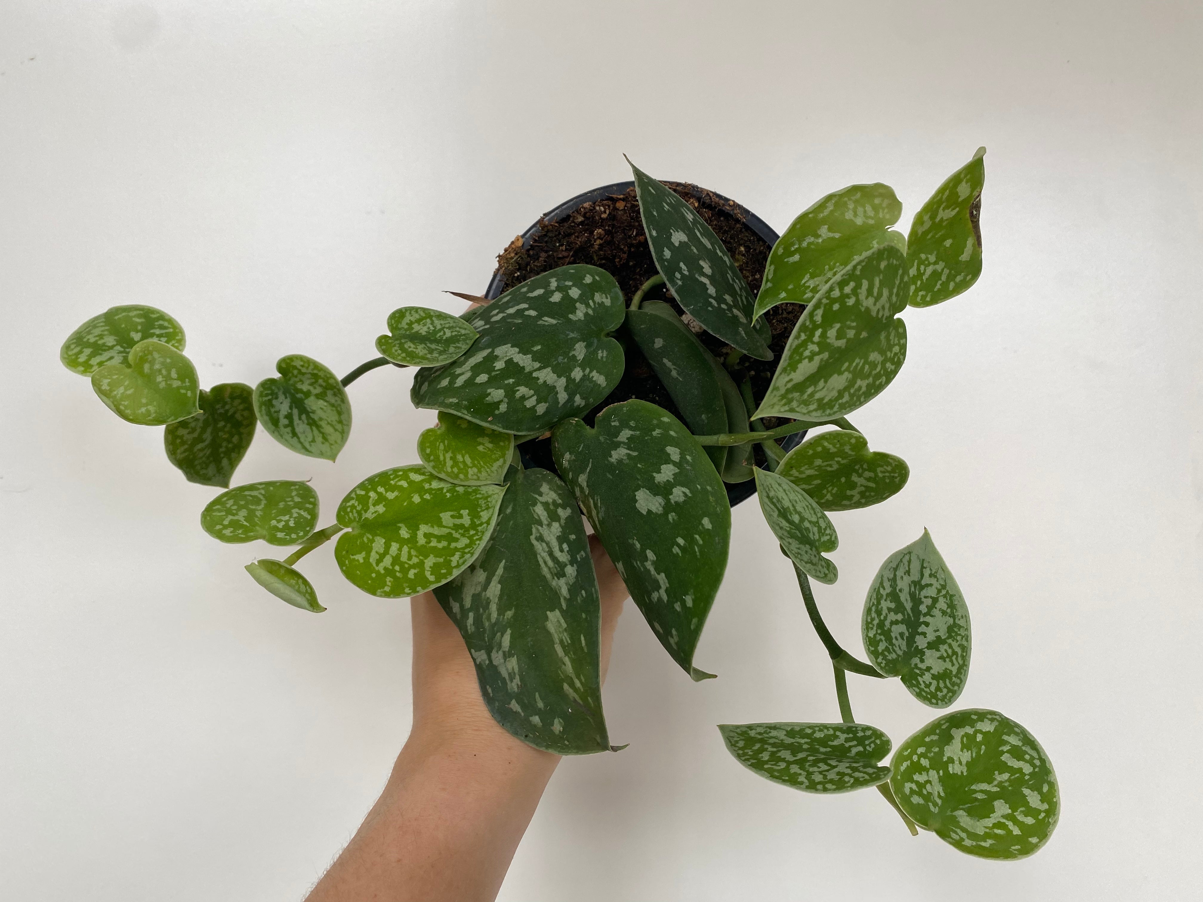 Scindapsus pictus “Satin Pothos”