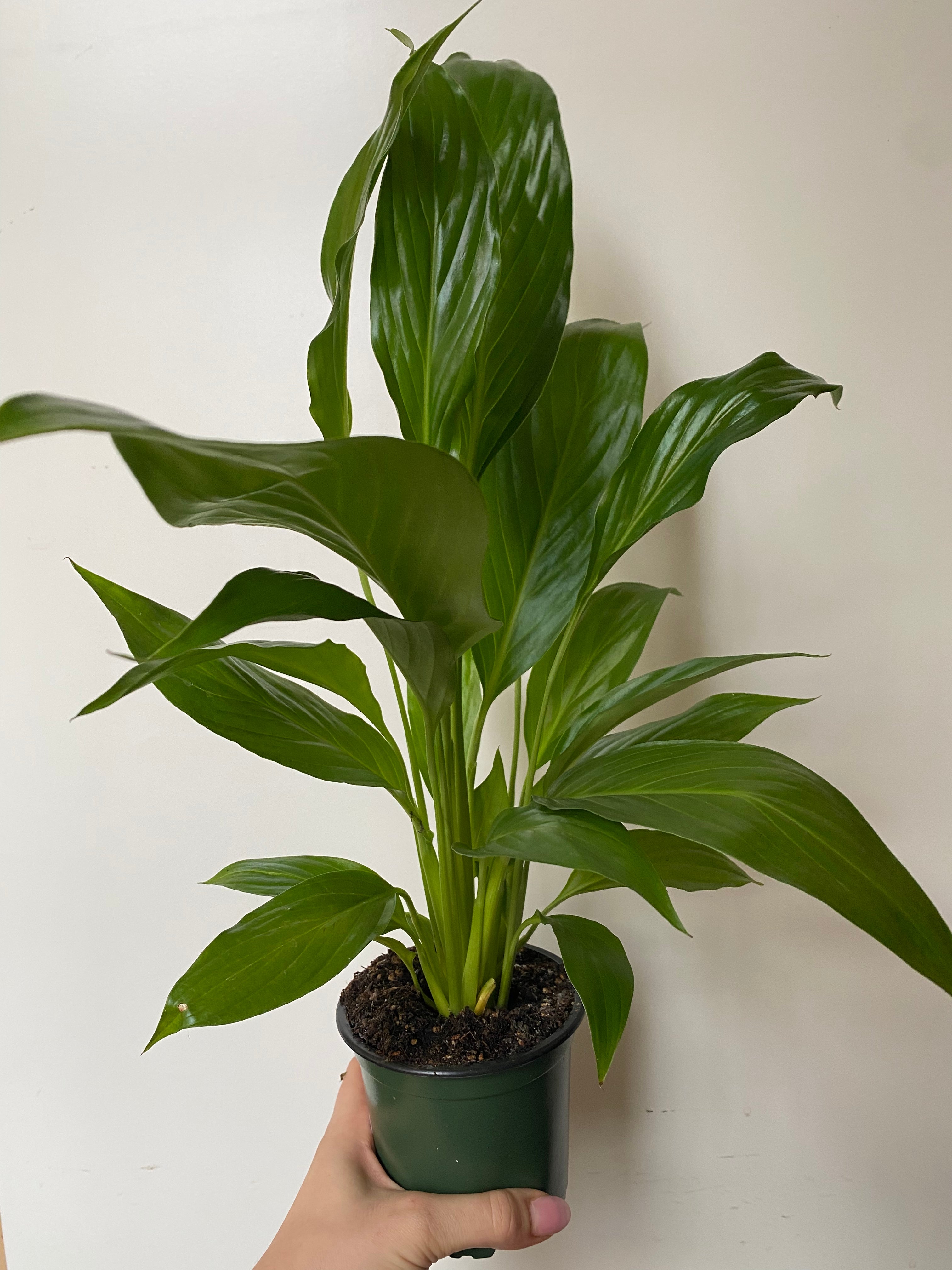Spathiphyllum “Peace Lily”