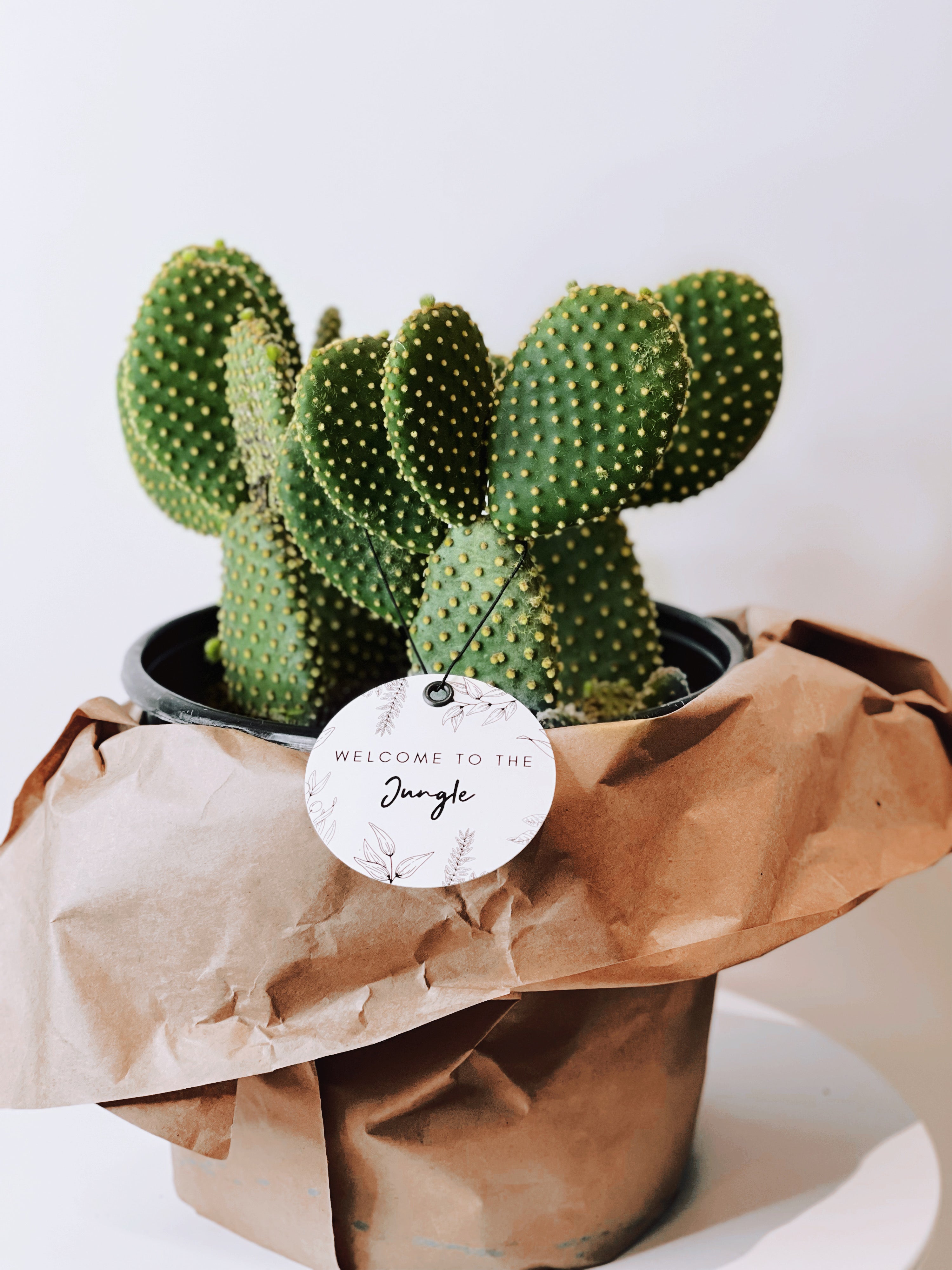 Bunny Ear Cactus