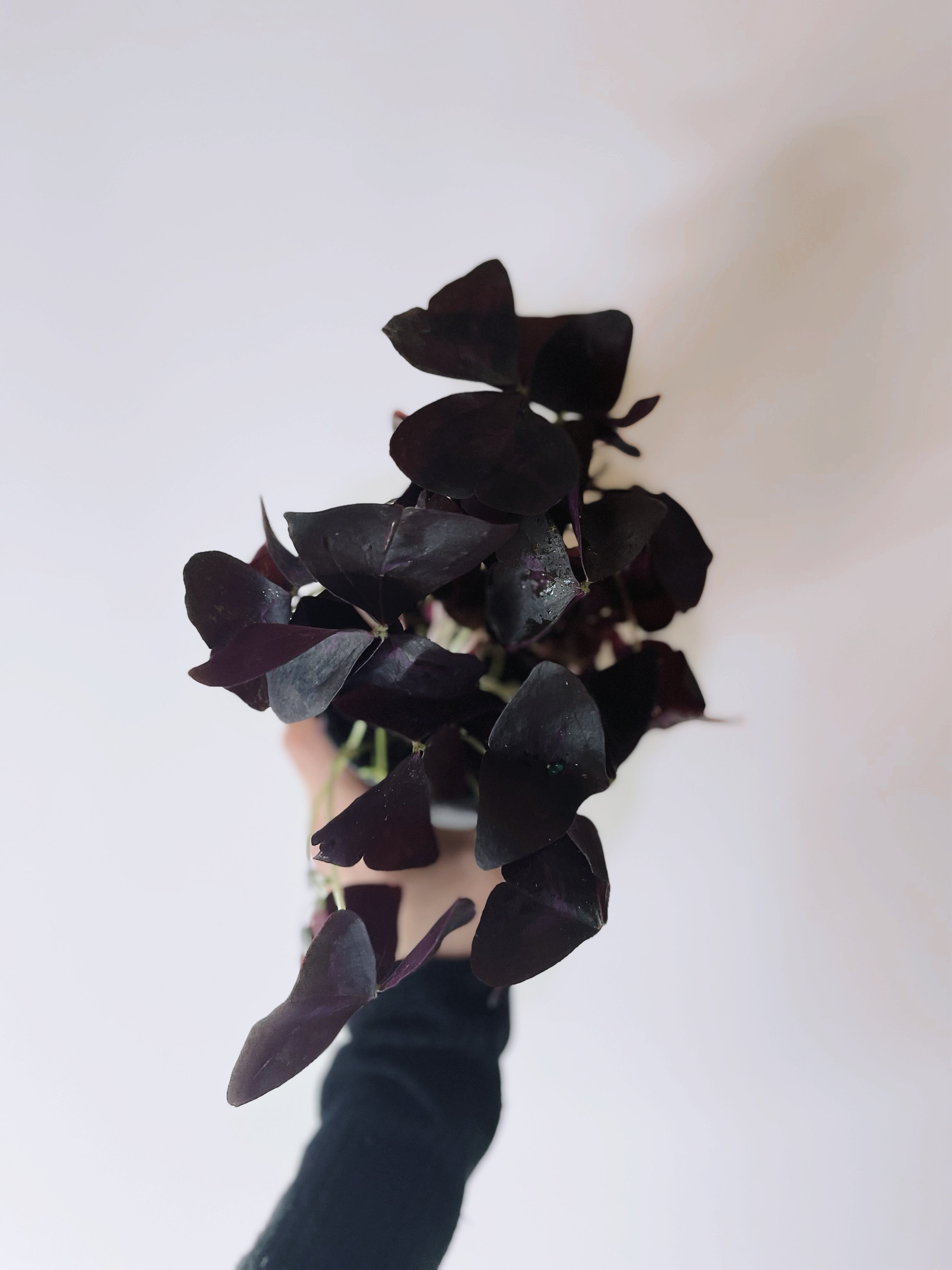 Oxalis - Shamrock Purple Plant