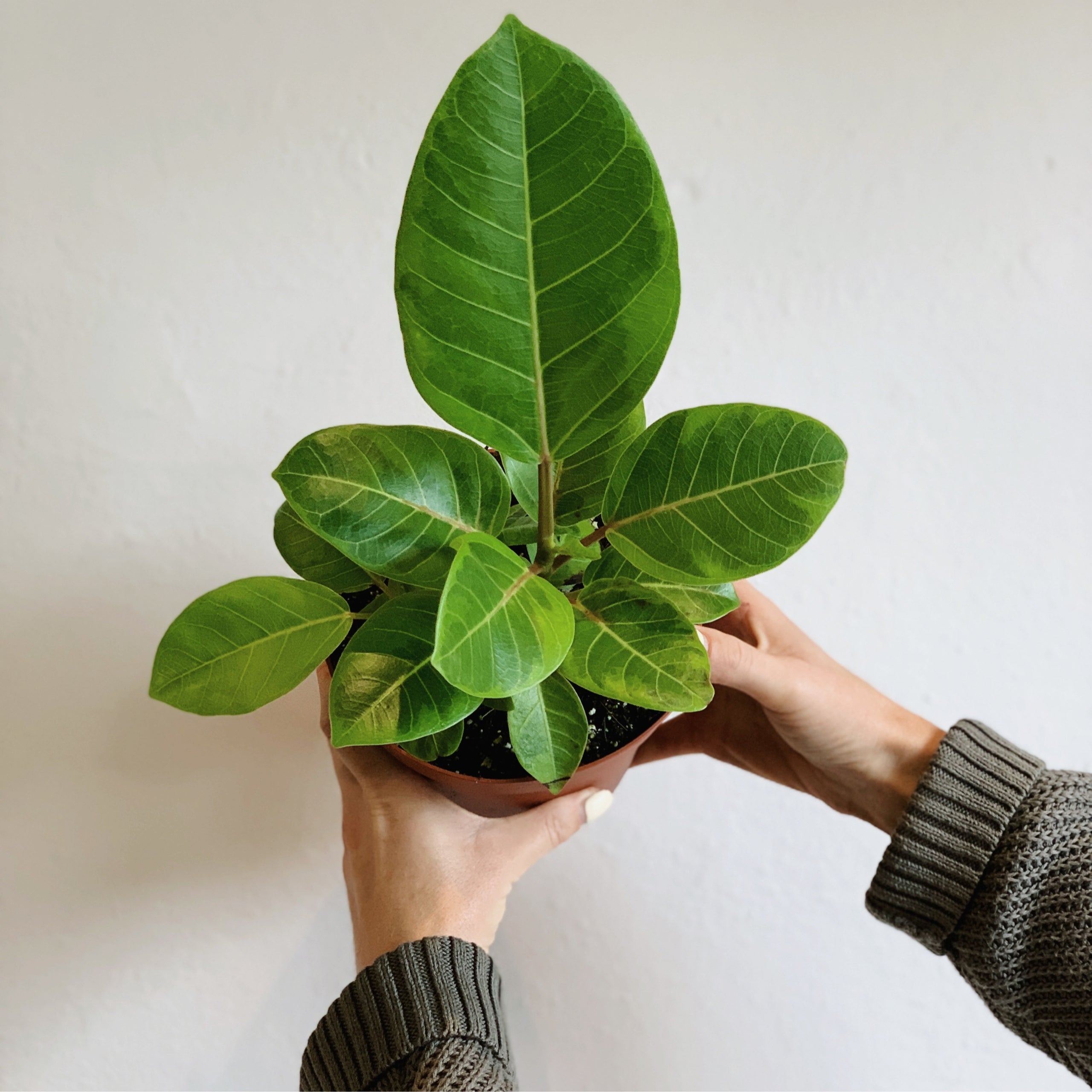 Ficus Altissima Yellow Gem