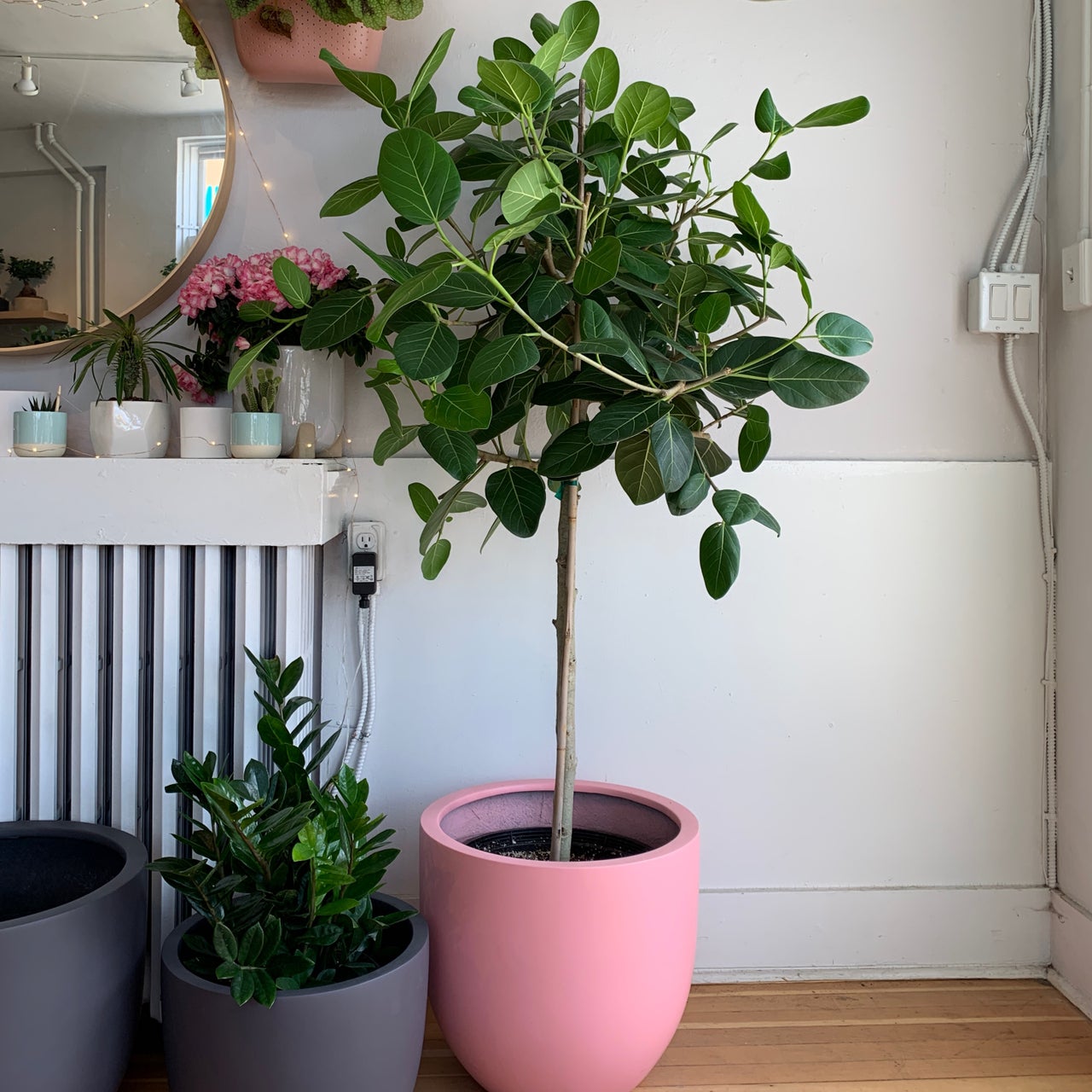 Ficus benghalensis 'Ficus Audrey'