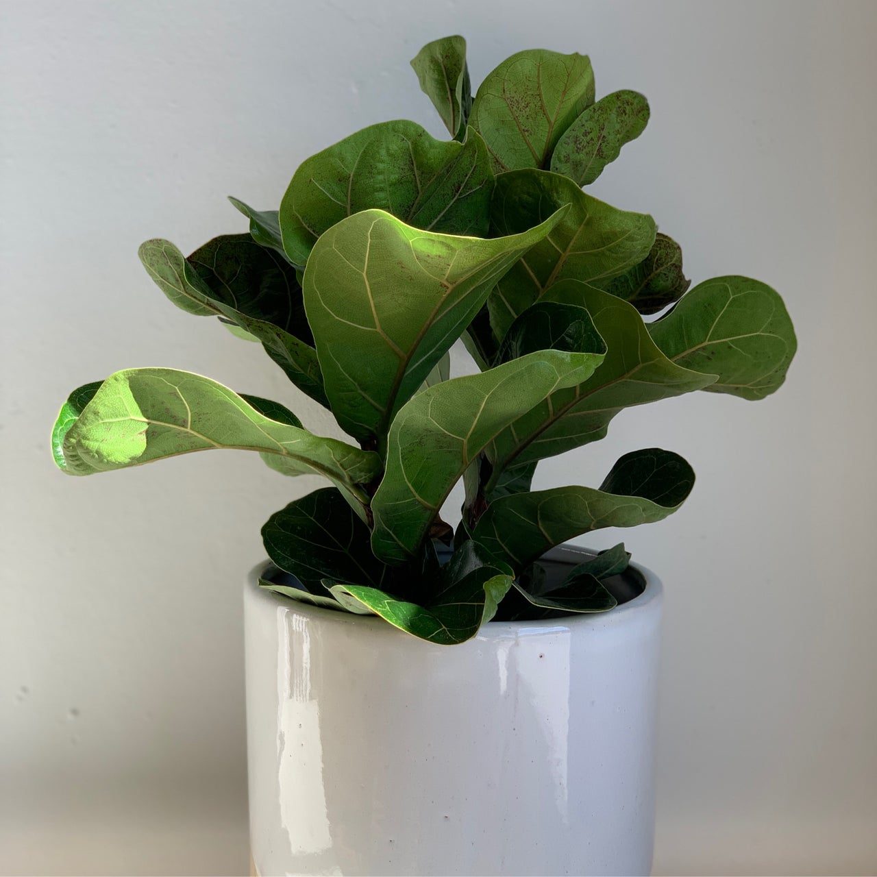 Ficus Lyrata 'Fiddle Leaf Fig'