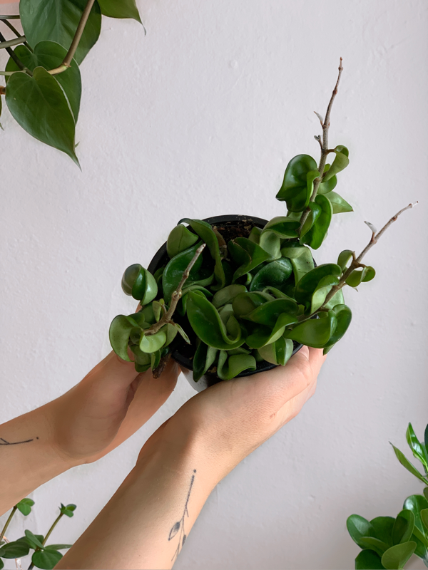 Hoya Carnosa Compacta