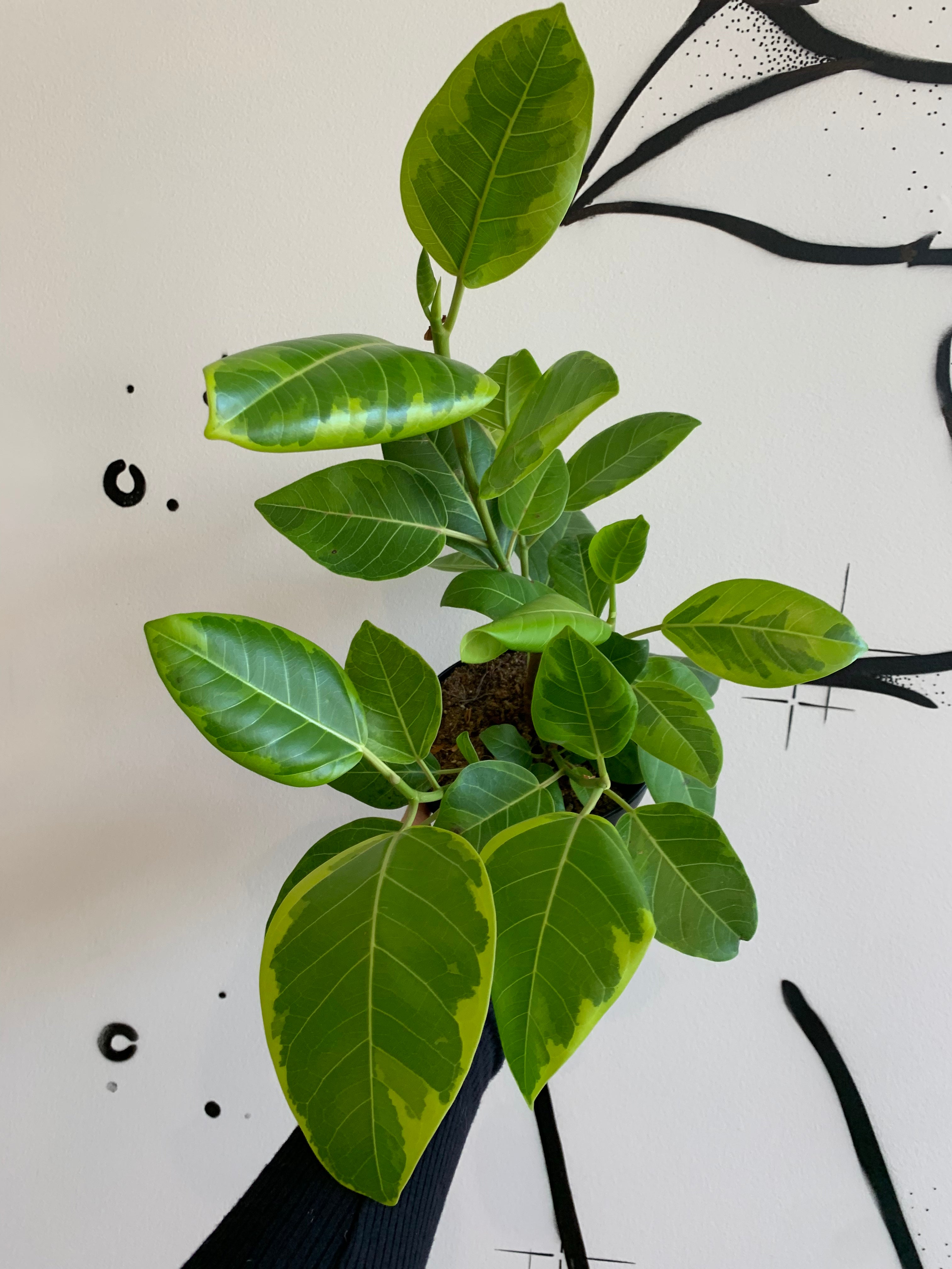Ficus Altissima Yellow Gem