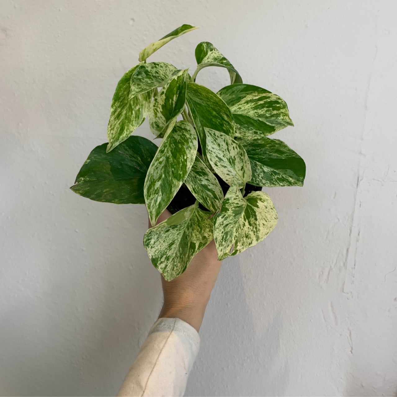 Epipremnum Aureum “Marble Queen Pothos”