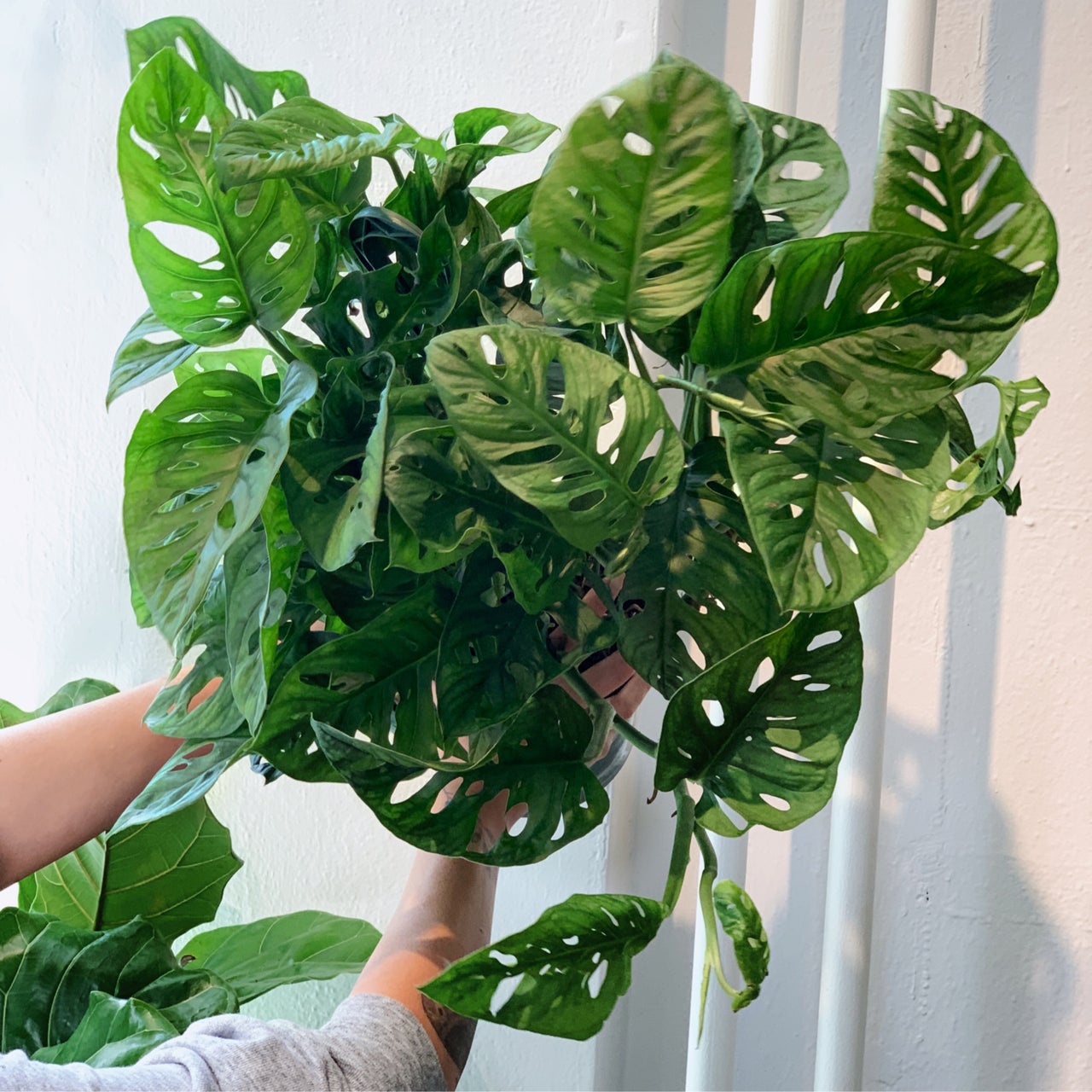 monstera plant vancouver Monstera Adansonii 'Swiss Cheese Plant'