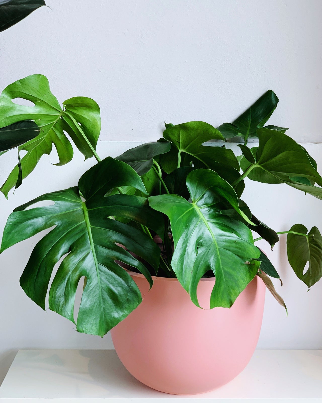 Monstera Deliciosa