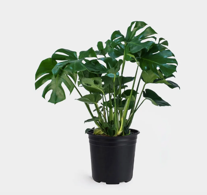 Monstera Deliciosa