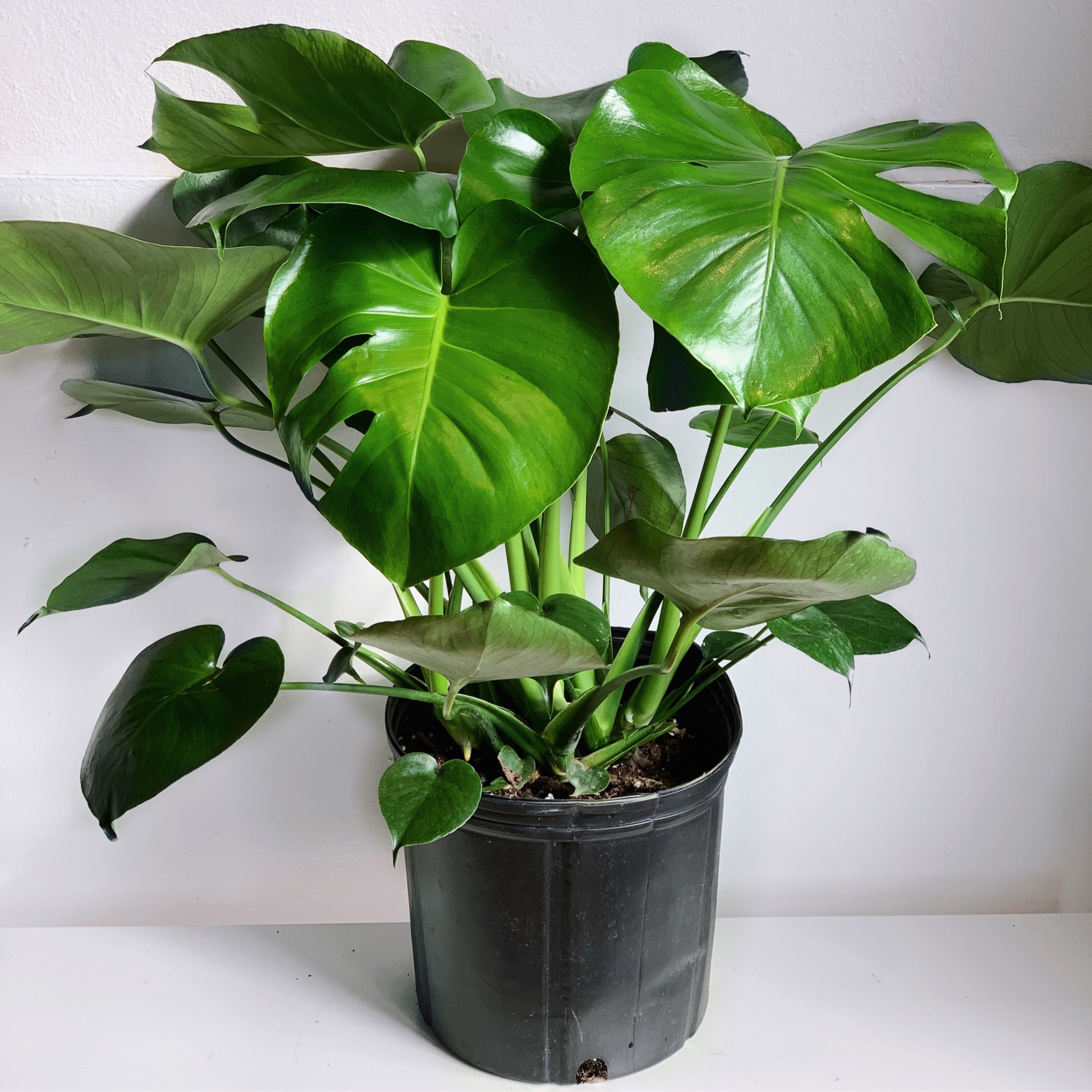 Monstera Deliciosa