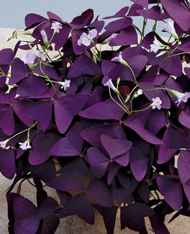 Oxalis - Shamrock Purple Plant