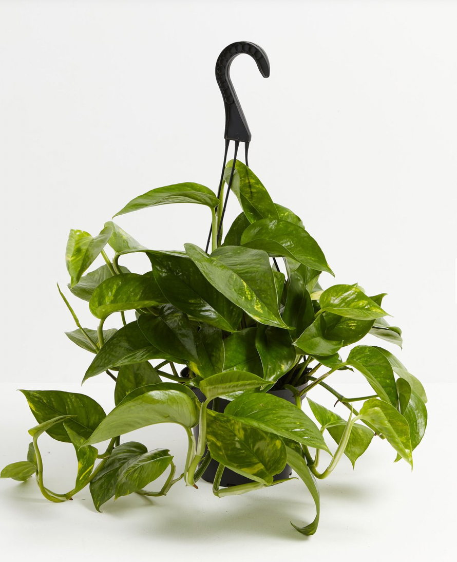 actual pothos Epipremnum Aureum “Golden Pothos”