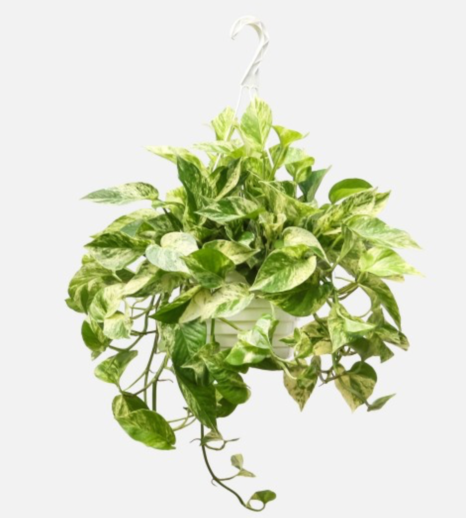 emmanuel pothos Epipremnum Aureum “Marble Queen Pothos”