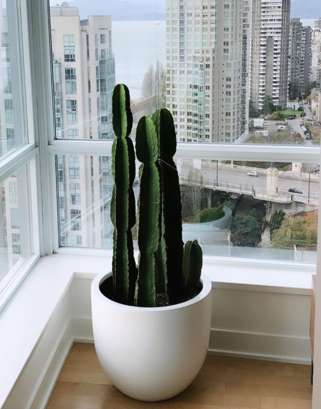 Euphorbia Ingens 'Cowboy Cactus'