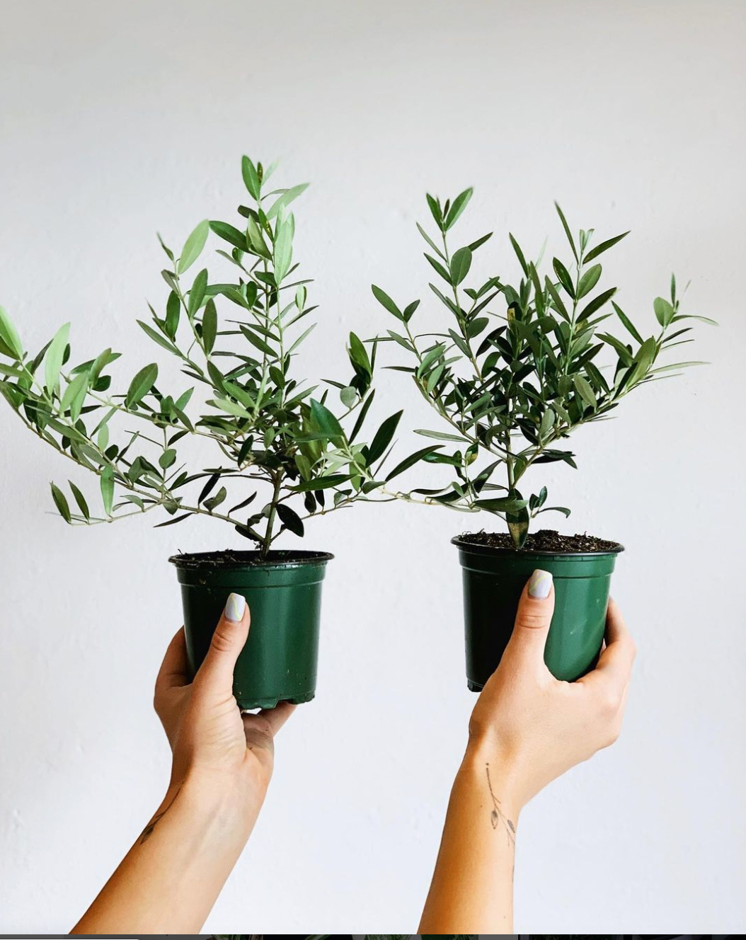 Olive Tree - Olea Europaea