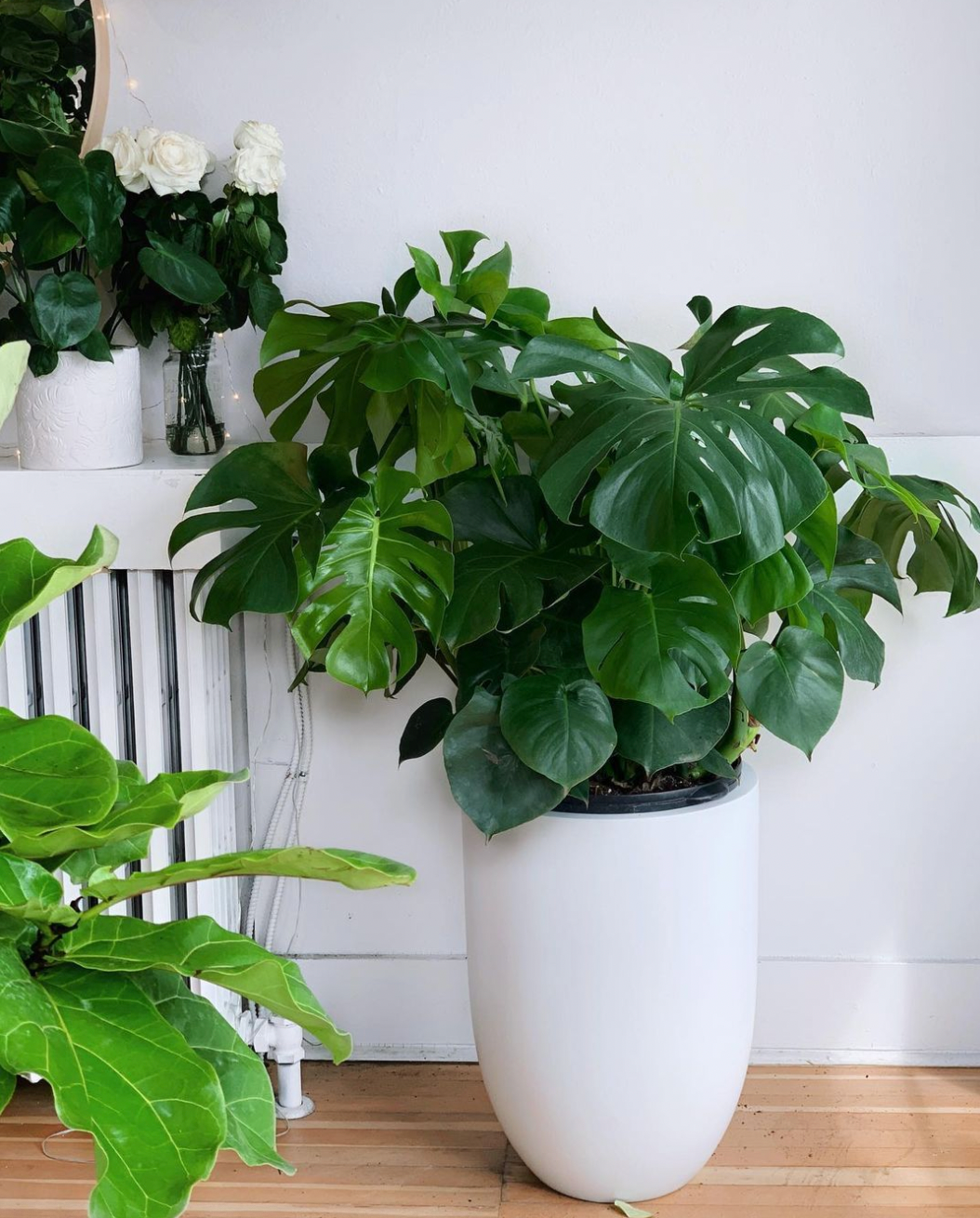 Monstera Deliciosa