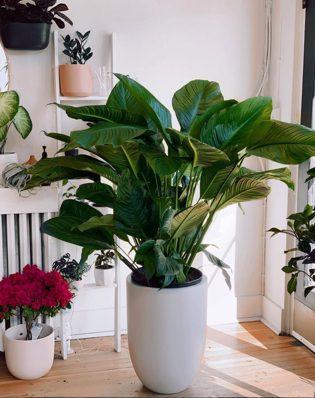Spathiphyllum “Peace Lily”