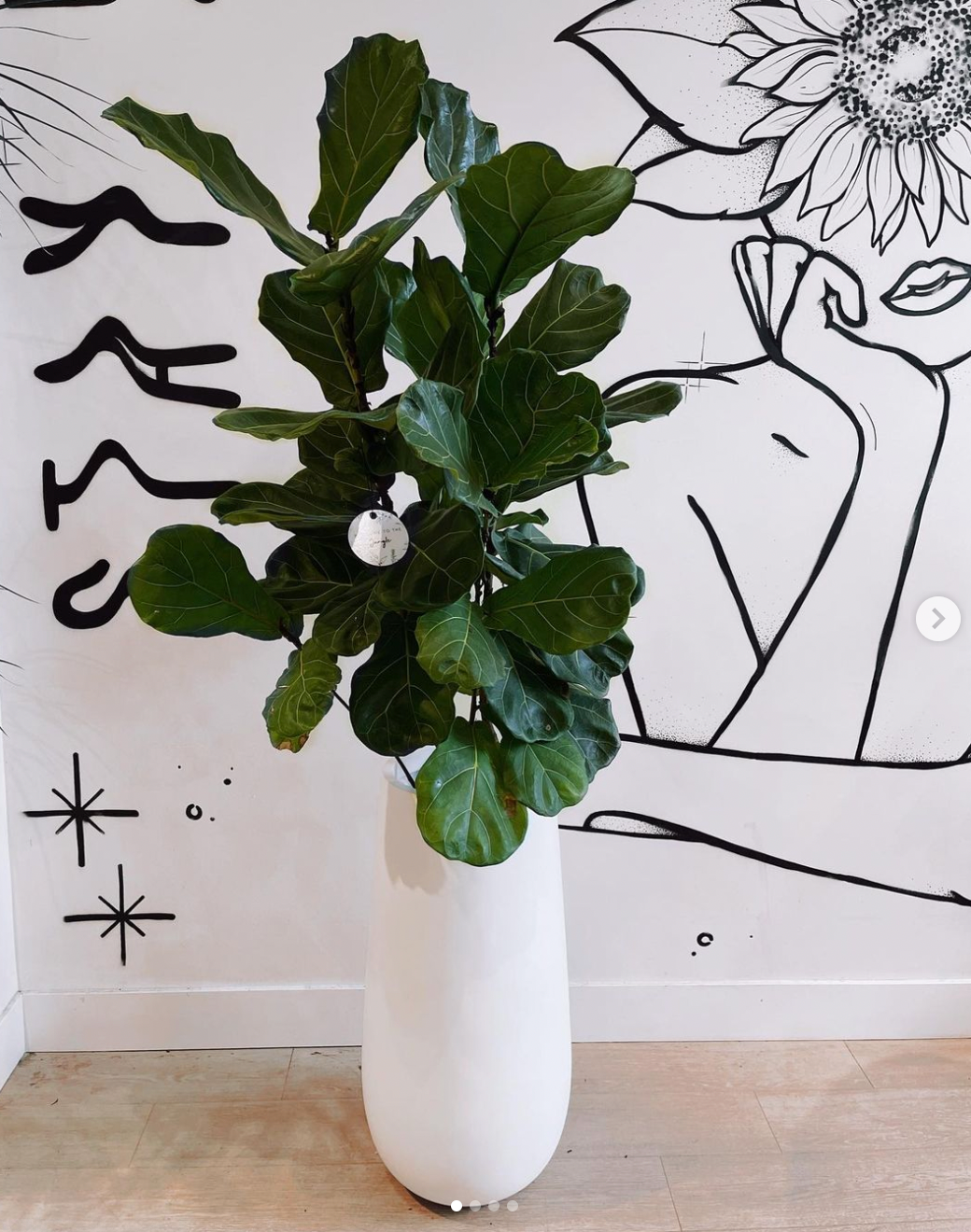 Ficus Lyrata 'Fiddle Leaf Fig'