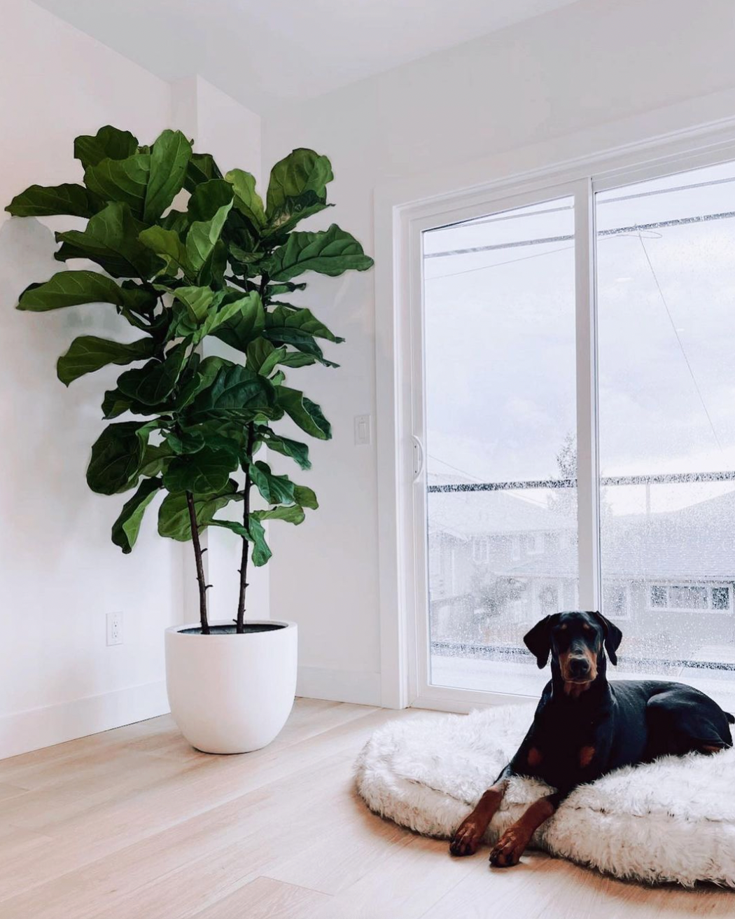 Ficus Lyrata 'Fiddle Leaf Fig'