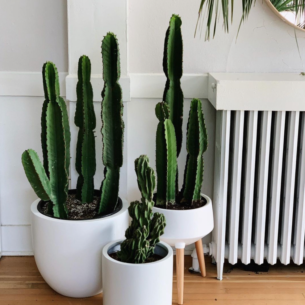Euphorbia Ingens 