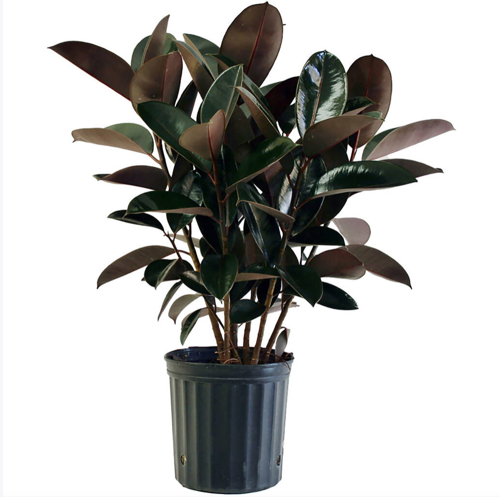 Ficus Elastica Burgundy 'Rubber Tree'