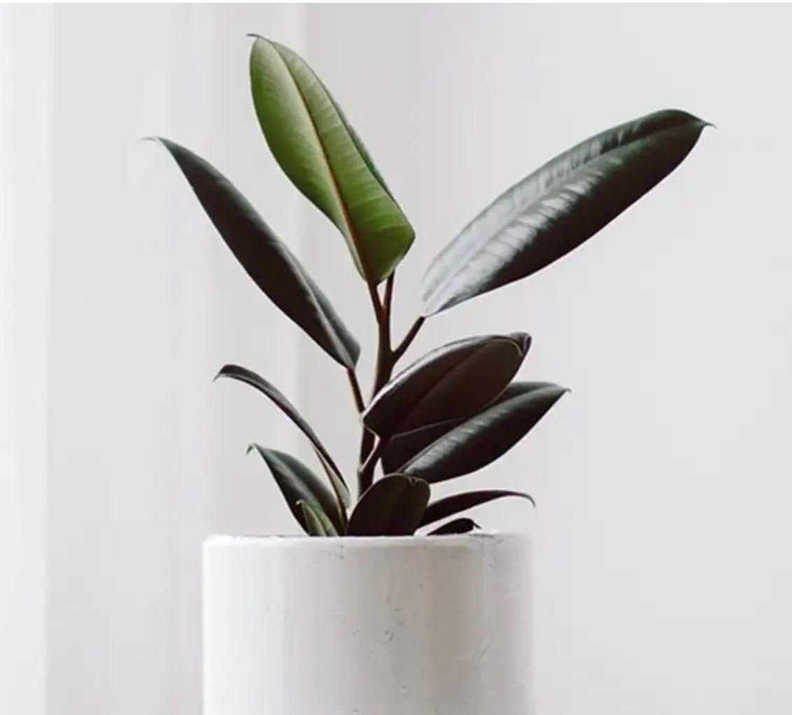 Ficus Elastica Burgundy 'Rubber Tree'