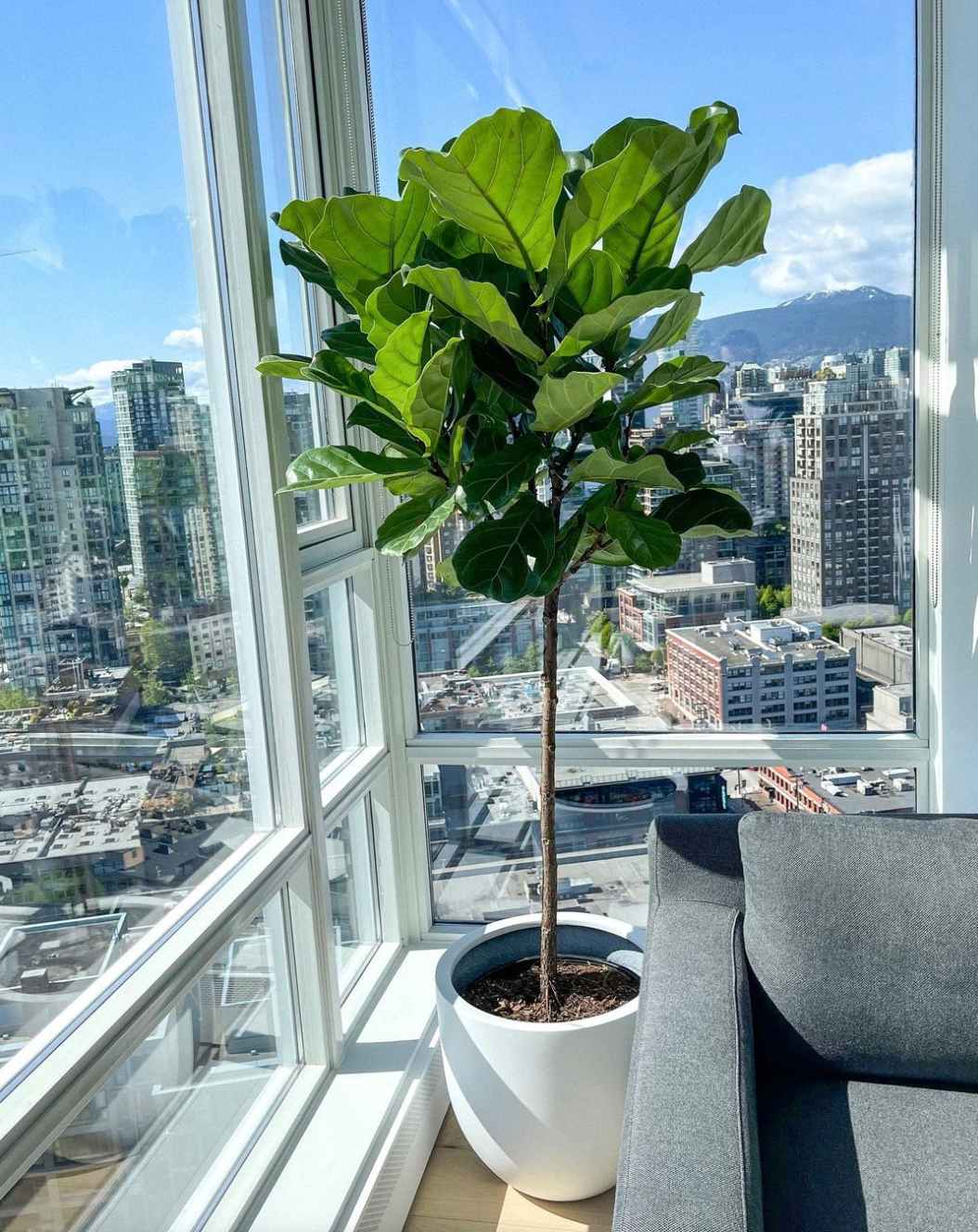 Ficus Lyrata 'Fiddle Leaf Fig'
