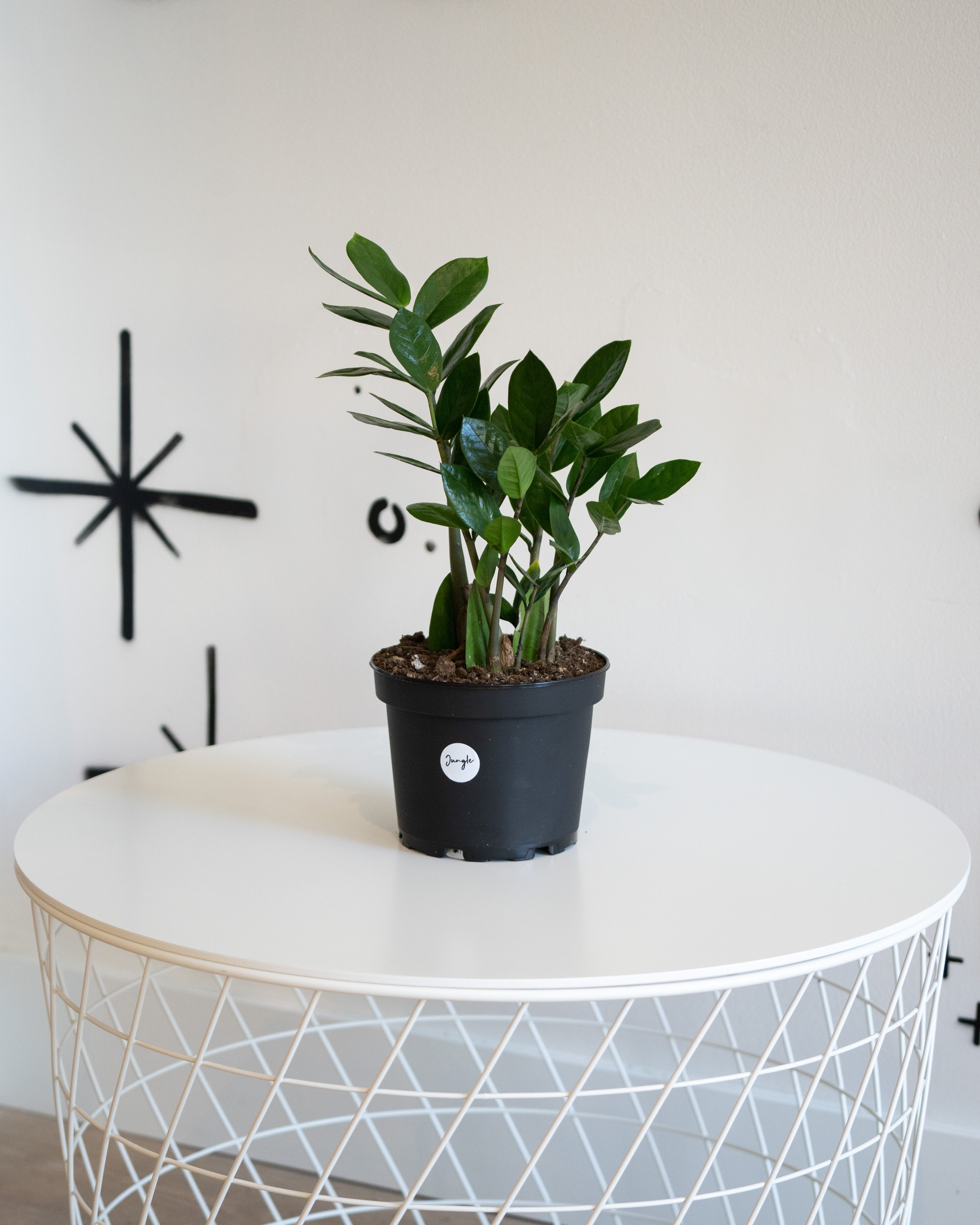 Zamioculcas Zamiifolia 'ZZ Plant'