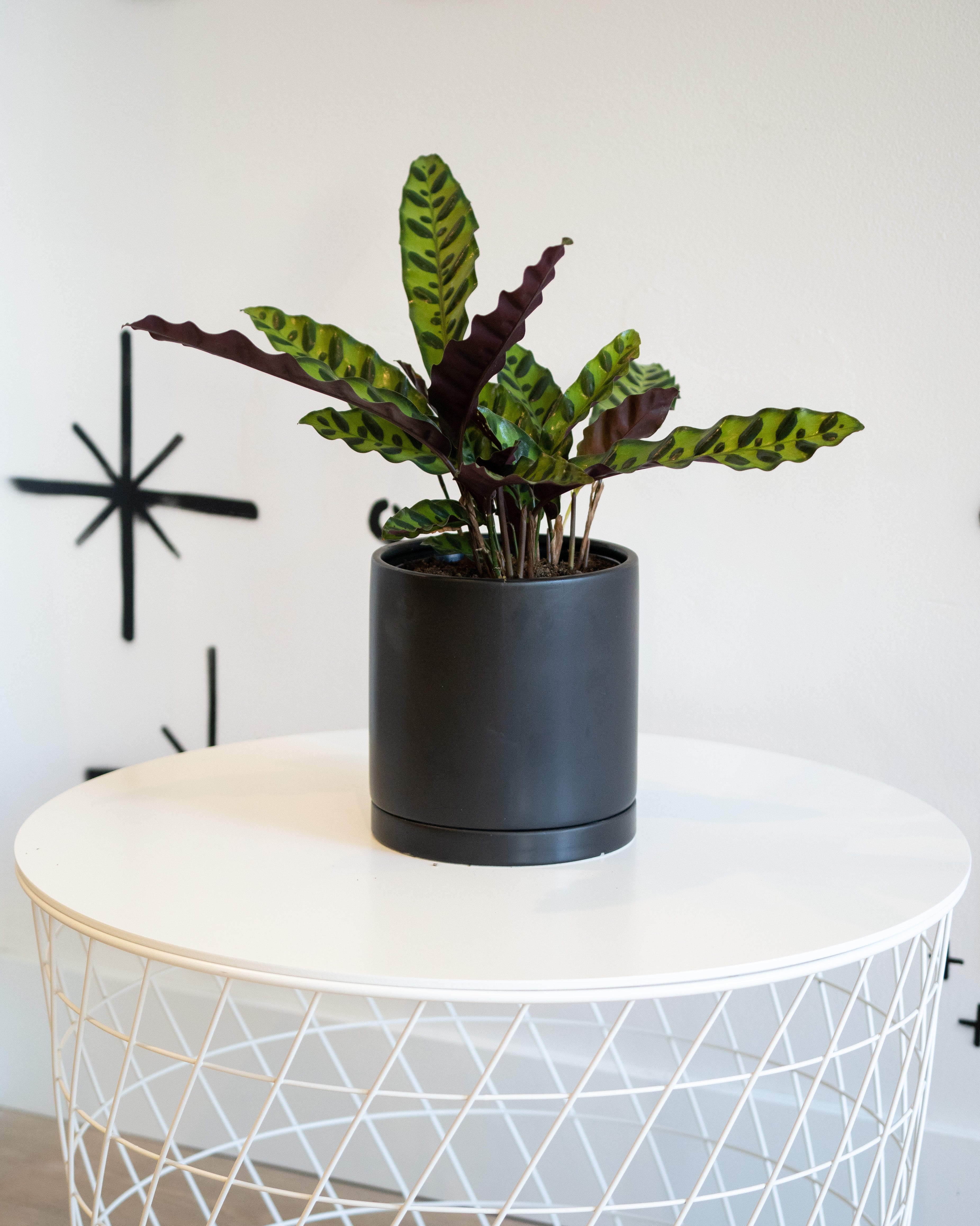 Calathea Lancifolia 'Rattlesnake'