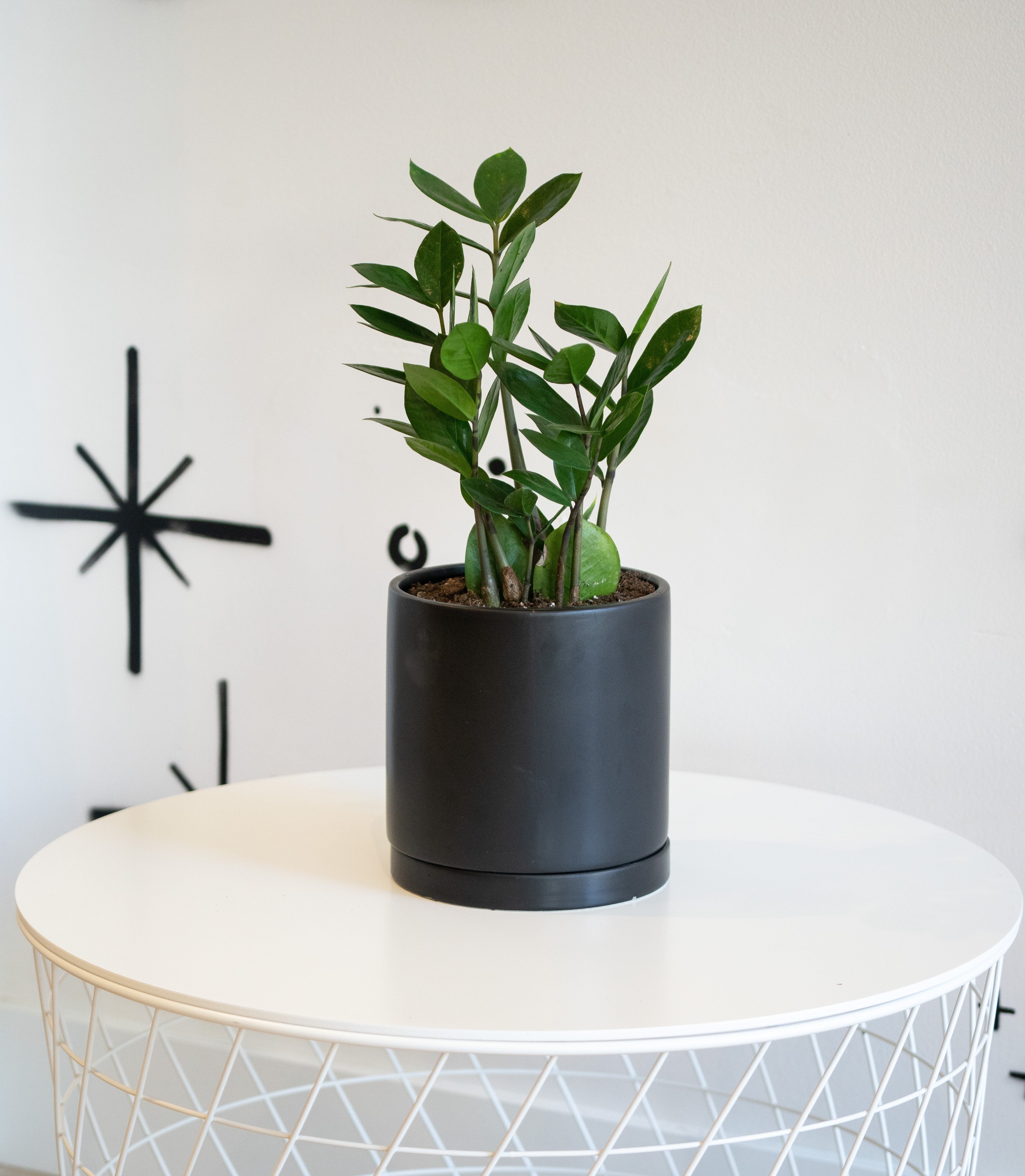 Zamioculcas Zamiifolia 'ZZ Plant'