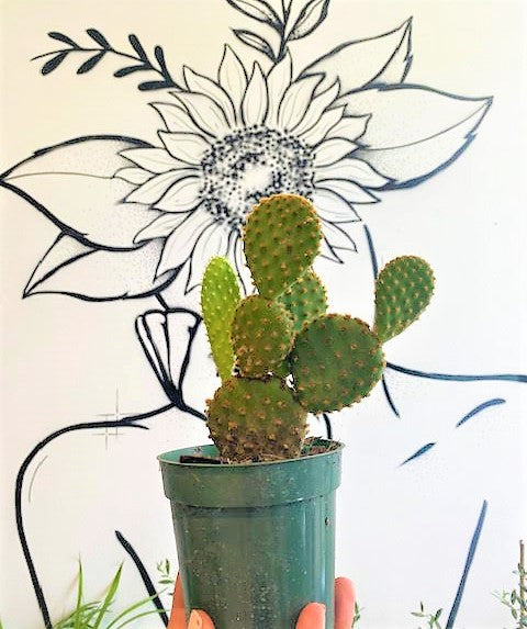 Bunny Ear Cactus