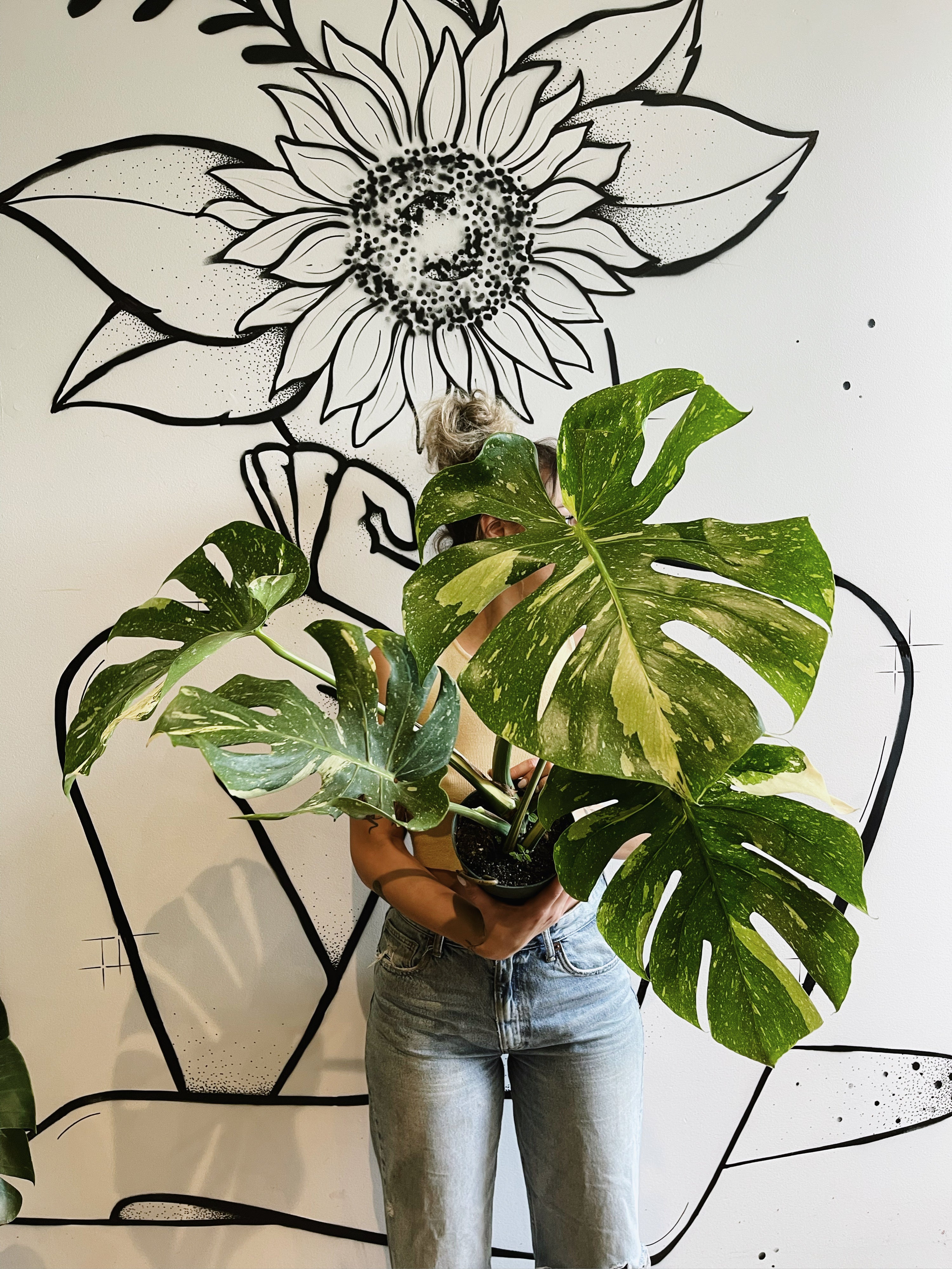 Thai Monstera