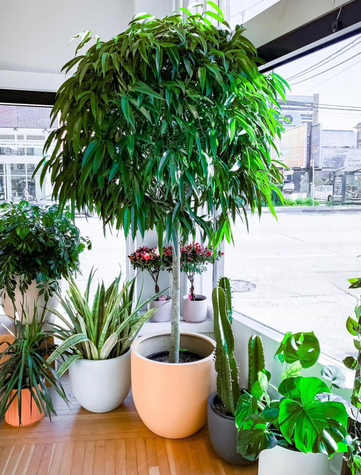 Ficus Amstel King