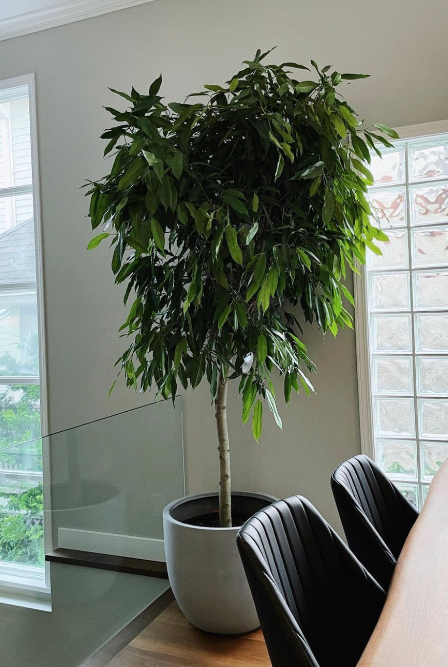 Ficus Amstel King
