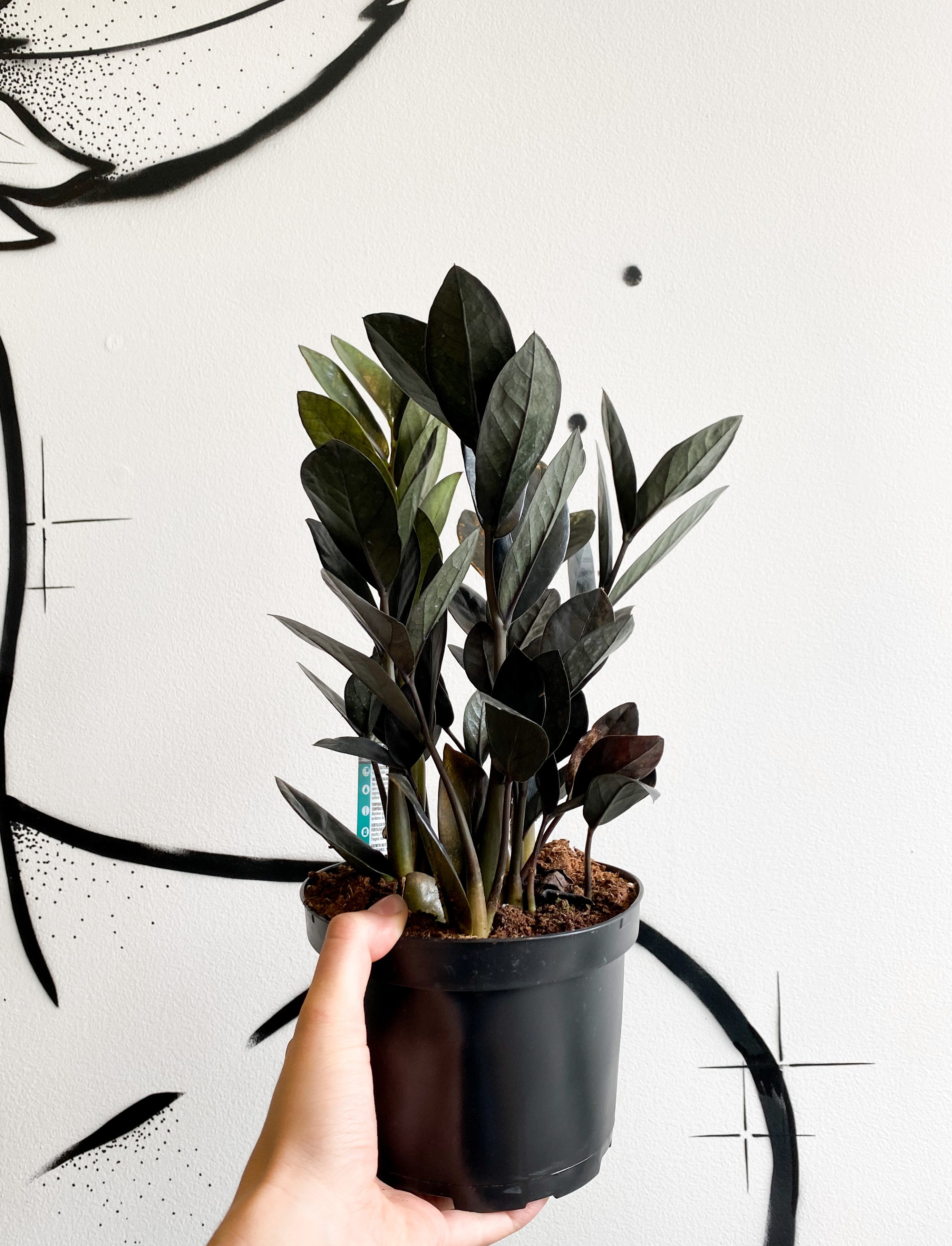 Zamioculcas Zamiifolia Raven “Raven ZZ”