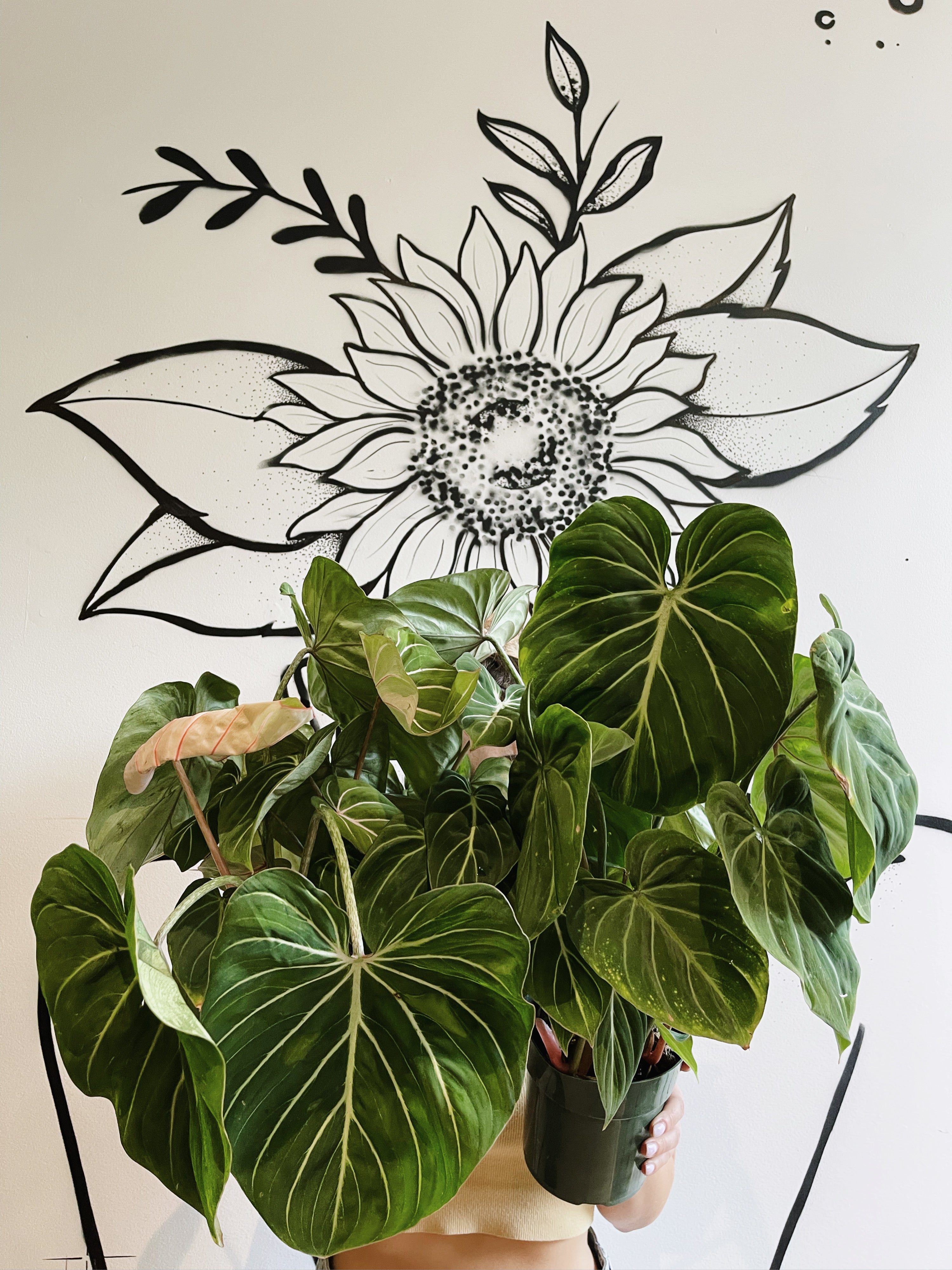 Philodendron Gloriosum 6"