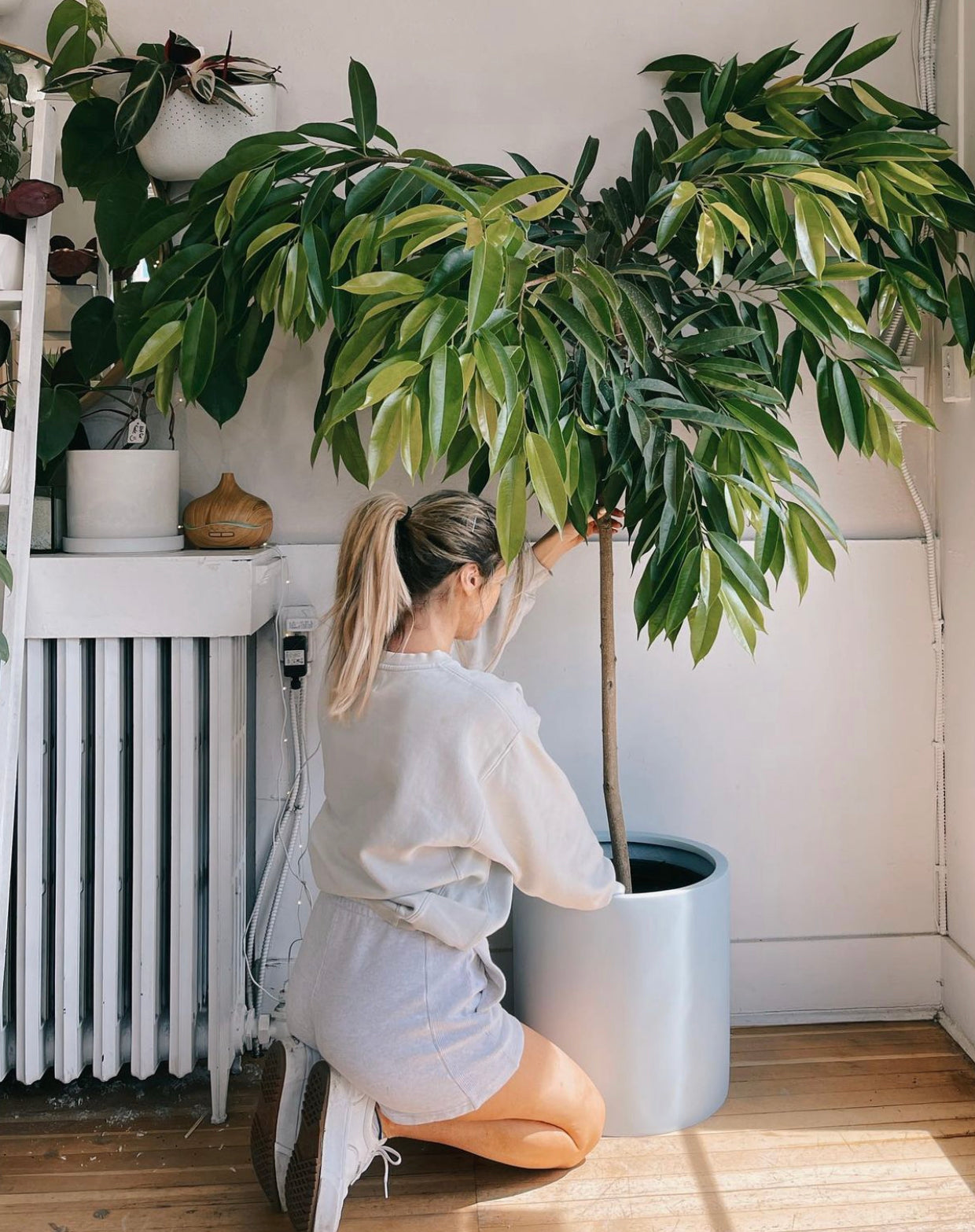 Ficus Amstel King