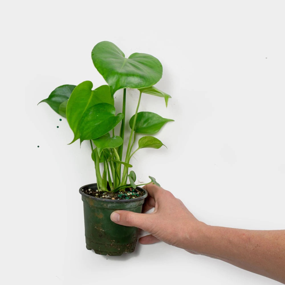 Monstera Deliciosa