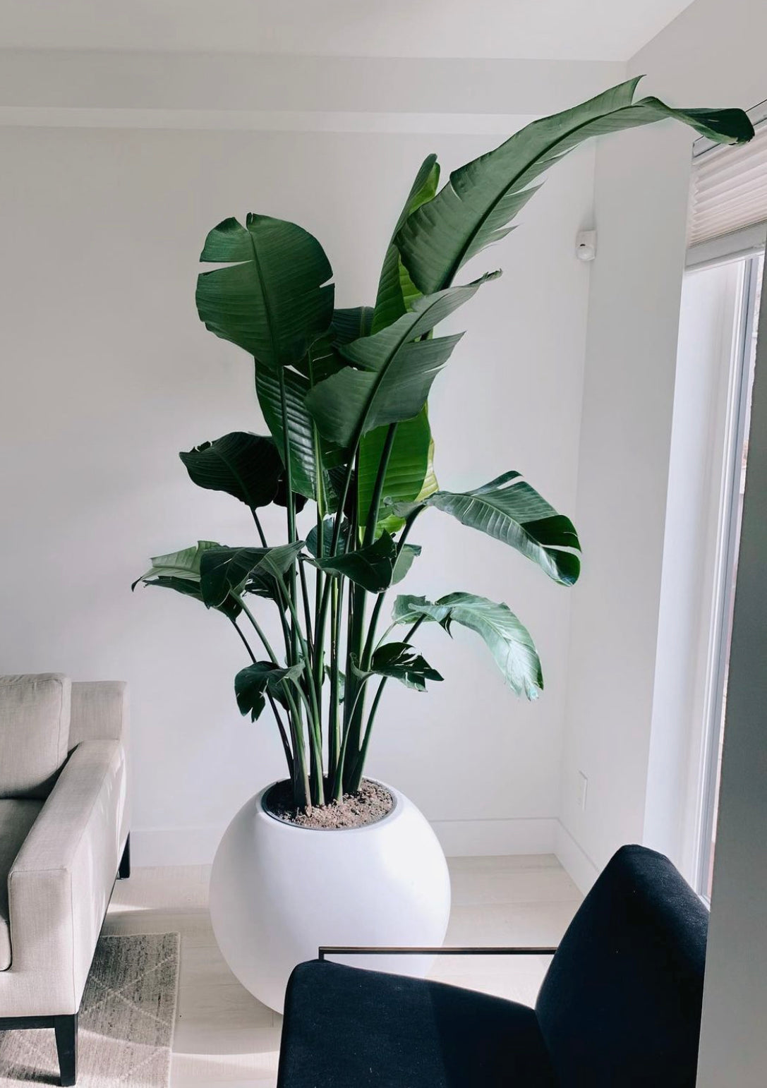 large indoor plants bird of paradise Bird of Paradise