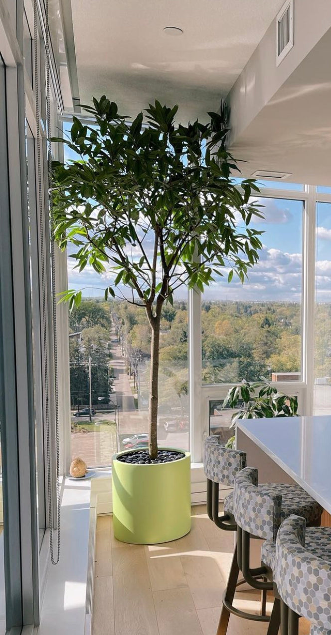 Ficus Amstel King