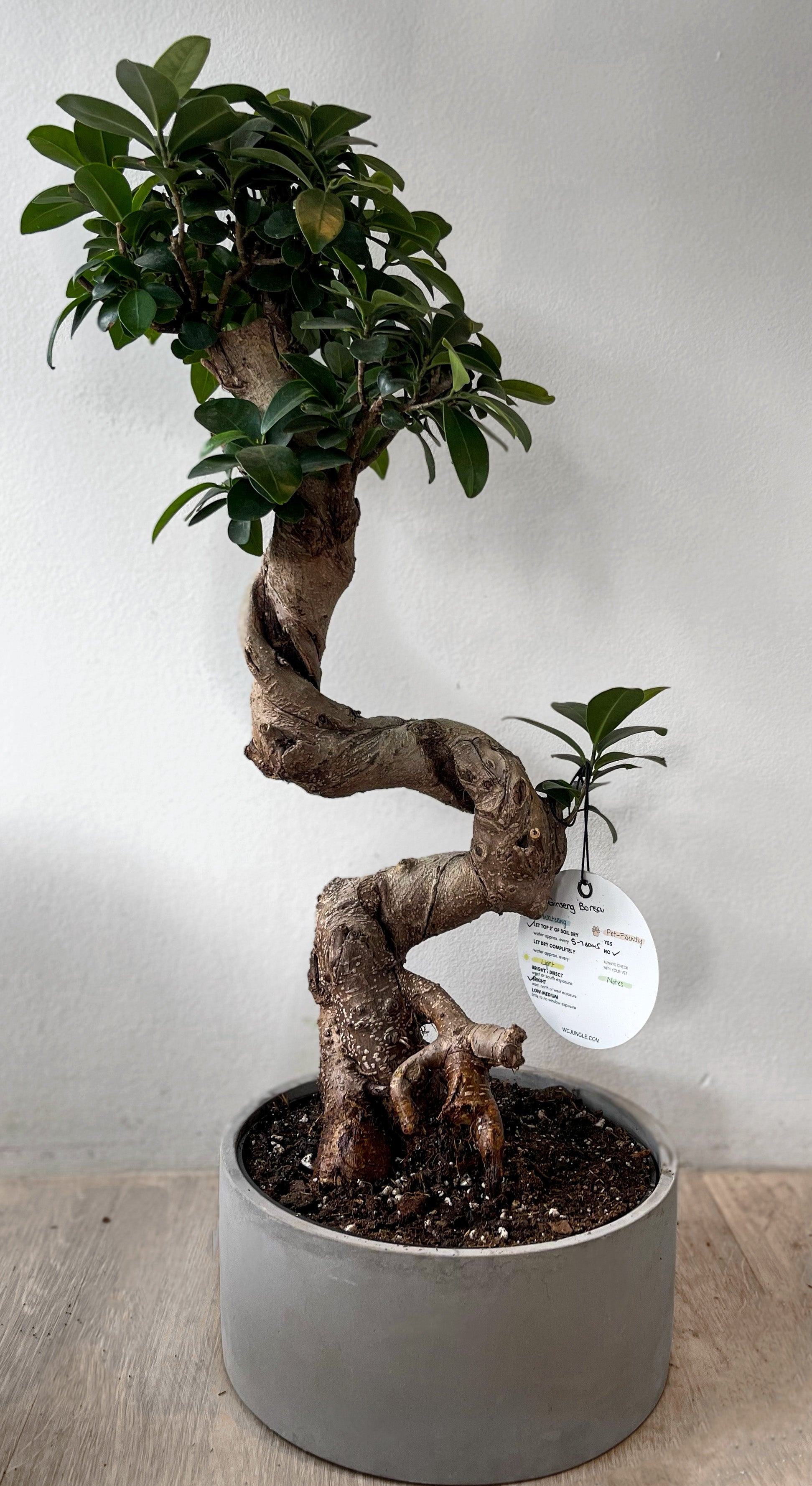 Bonsai Ficus Ginseng